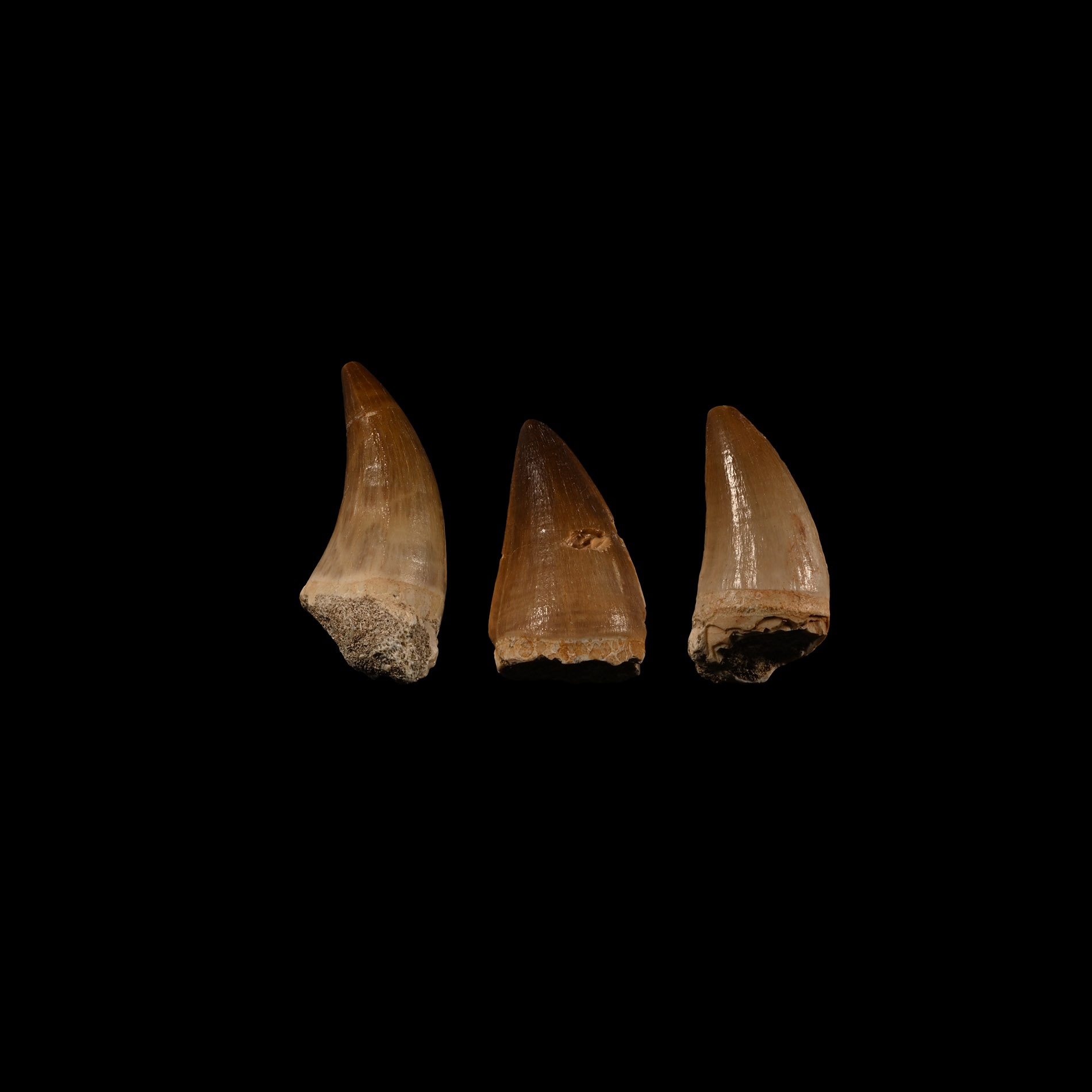 Natural History - Mosasaur Fossil Tooth Group