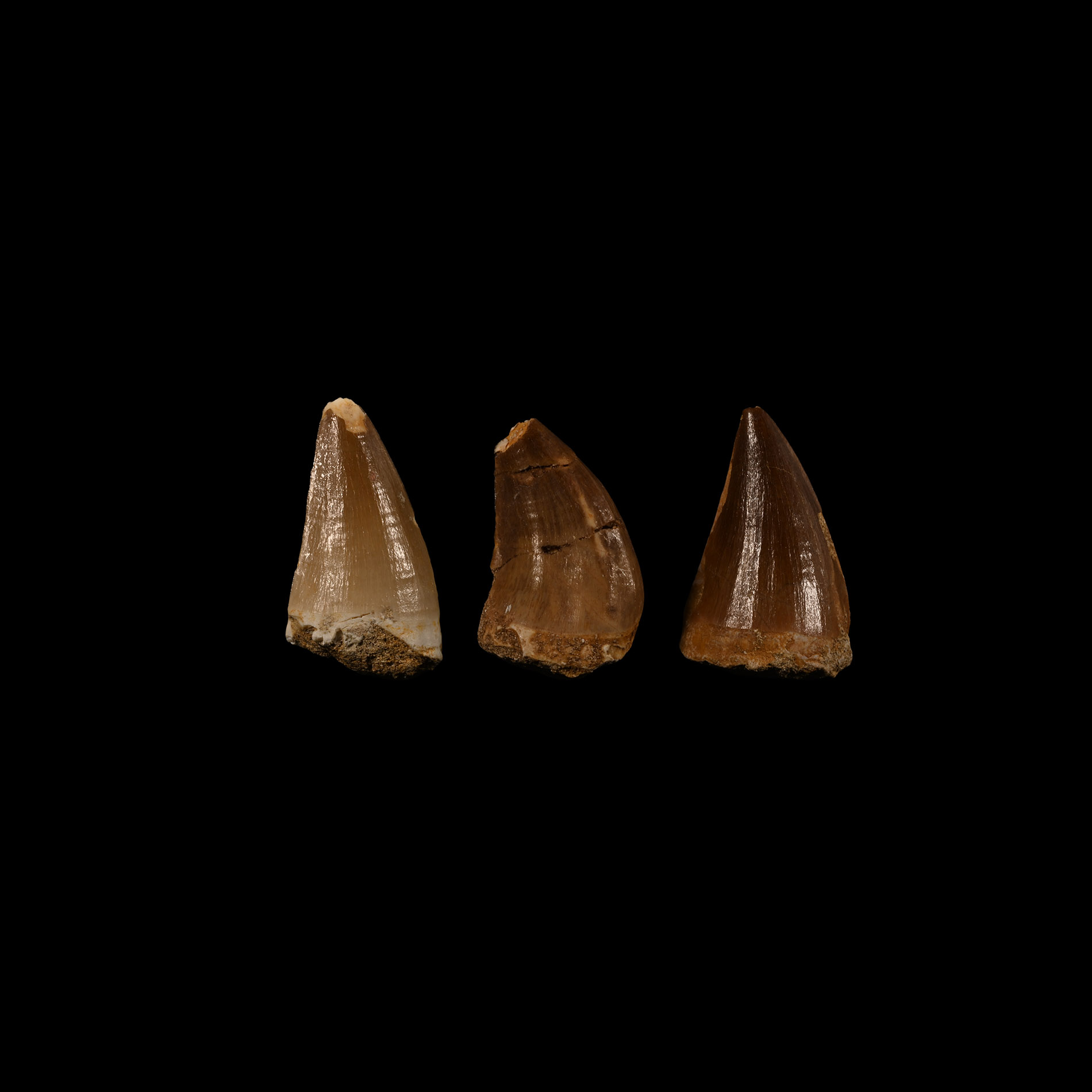 Natural History - Mosasaur Fossil Tooth Group