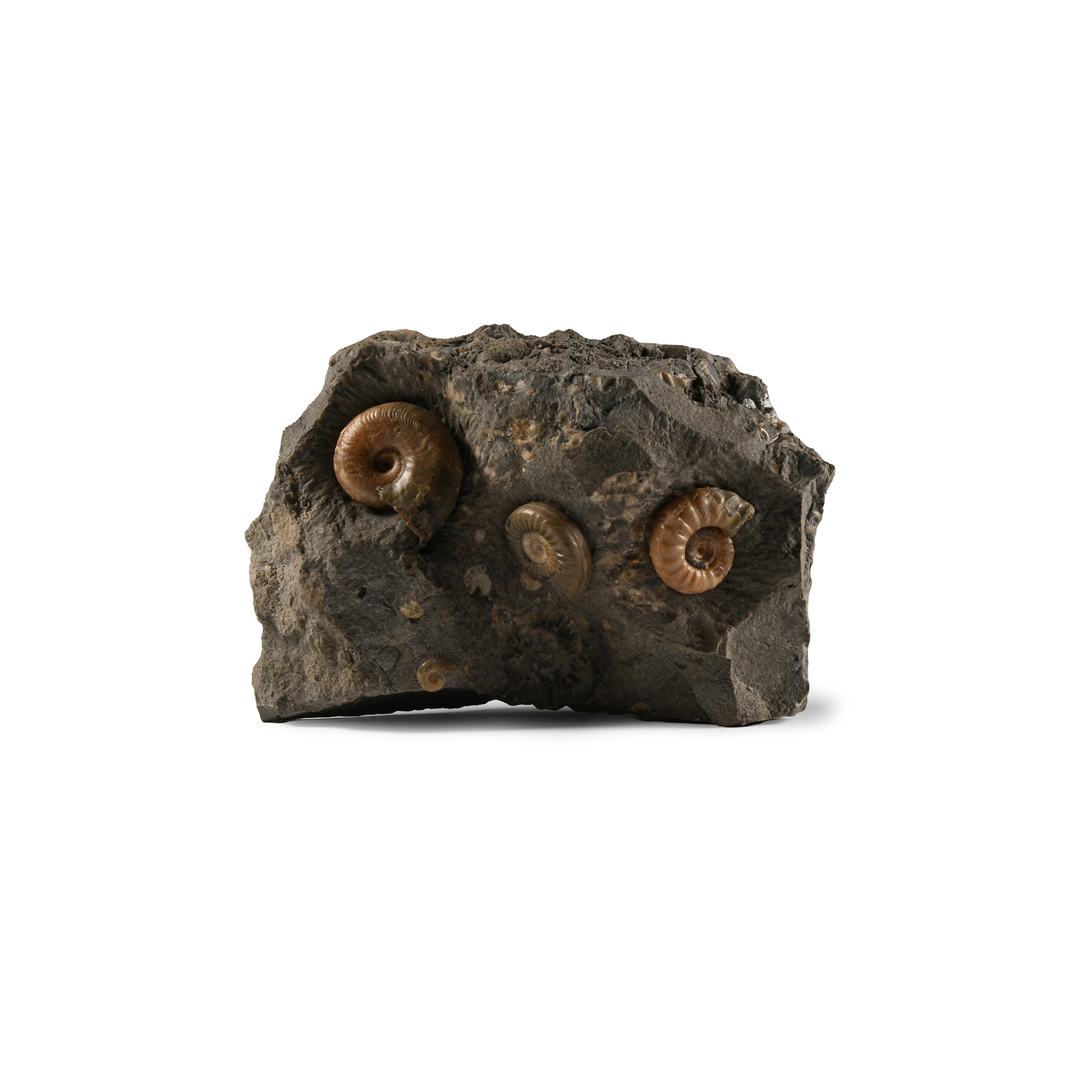 Natural History - Fossil Ammonites in Matrix