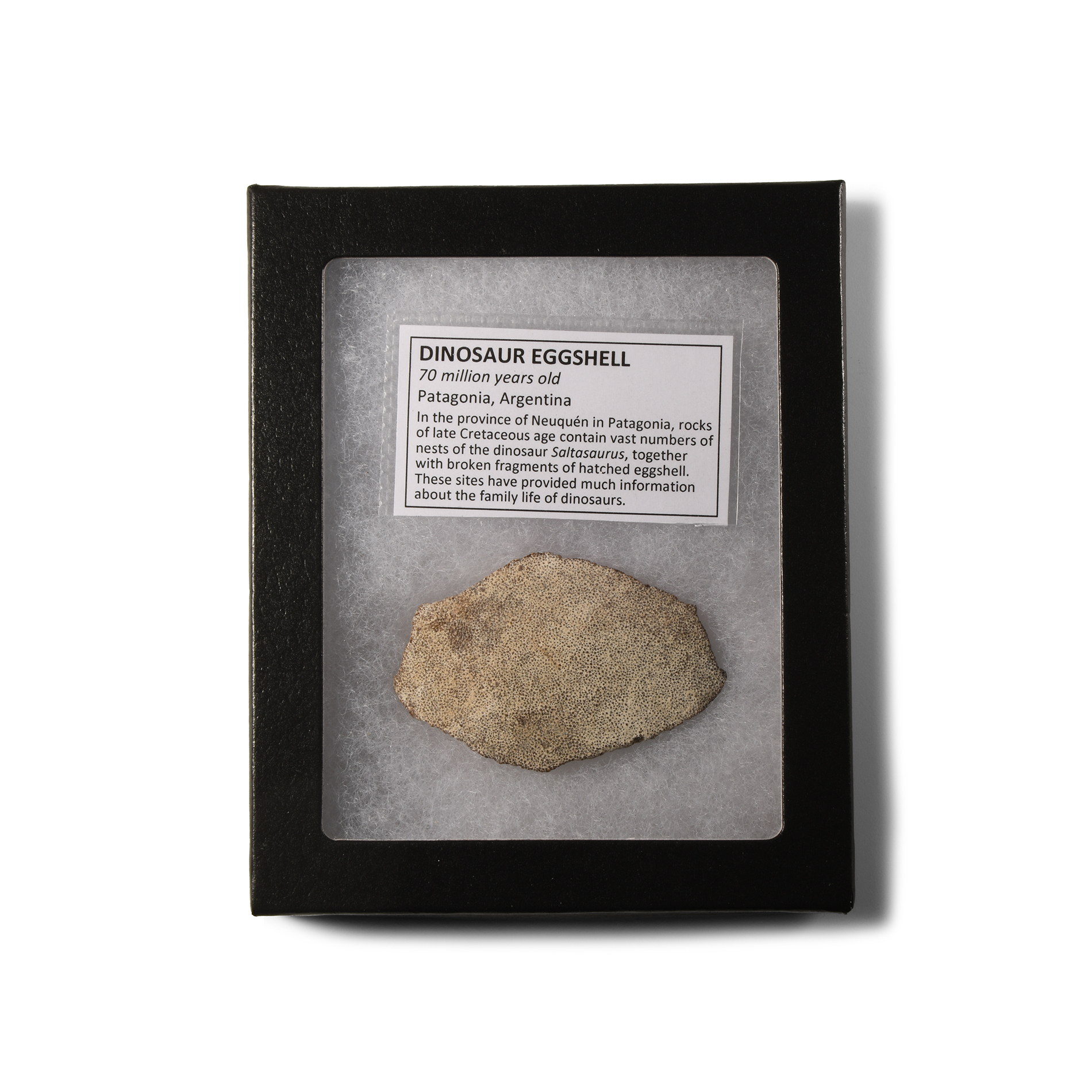 Natural History - Fossil Saltasaurus Dinosaur Eggshell Fragment