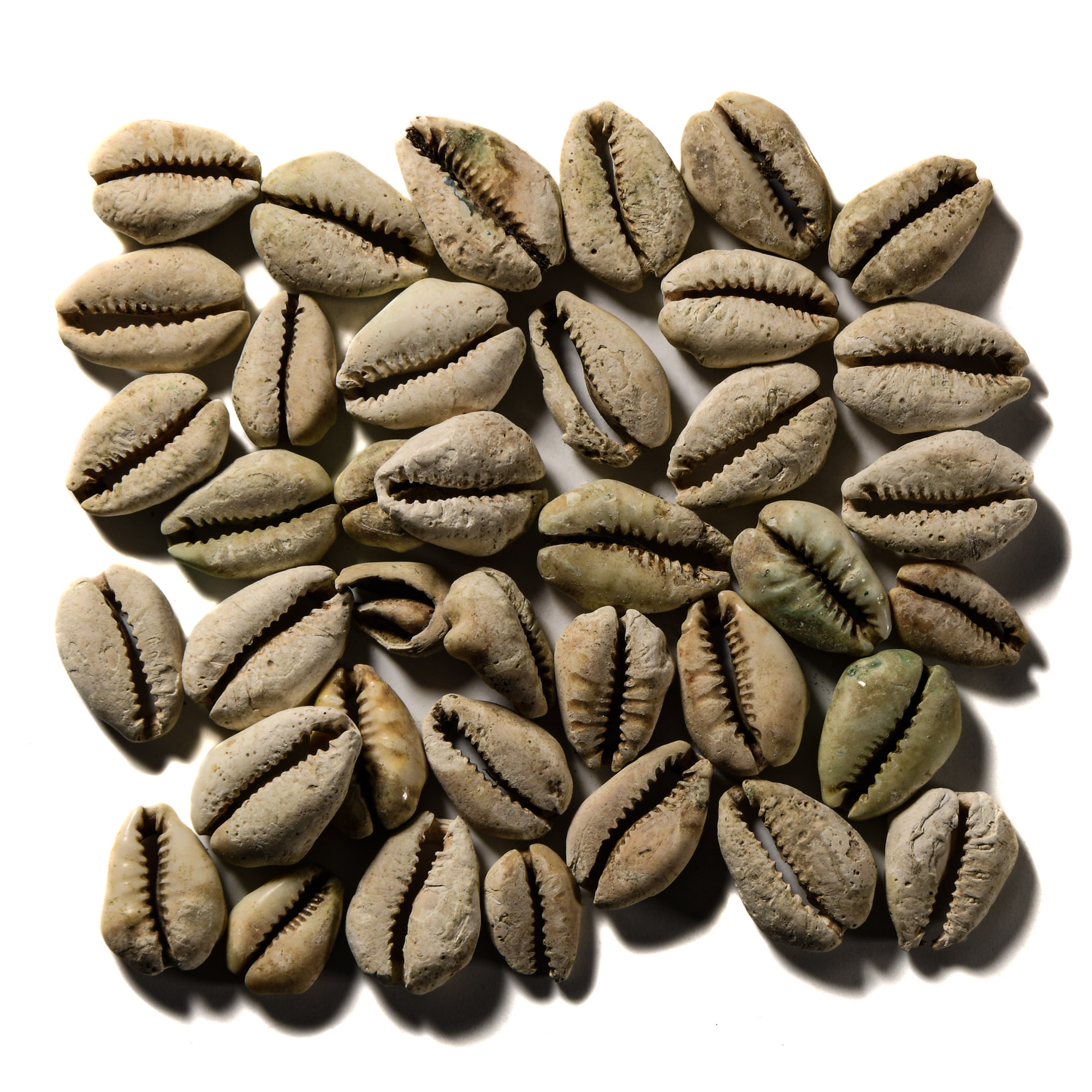 Viking Age Cowrie Shell Pendant Collection