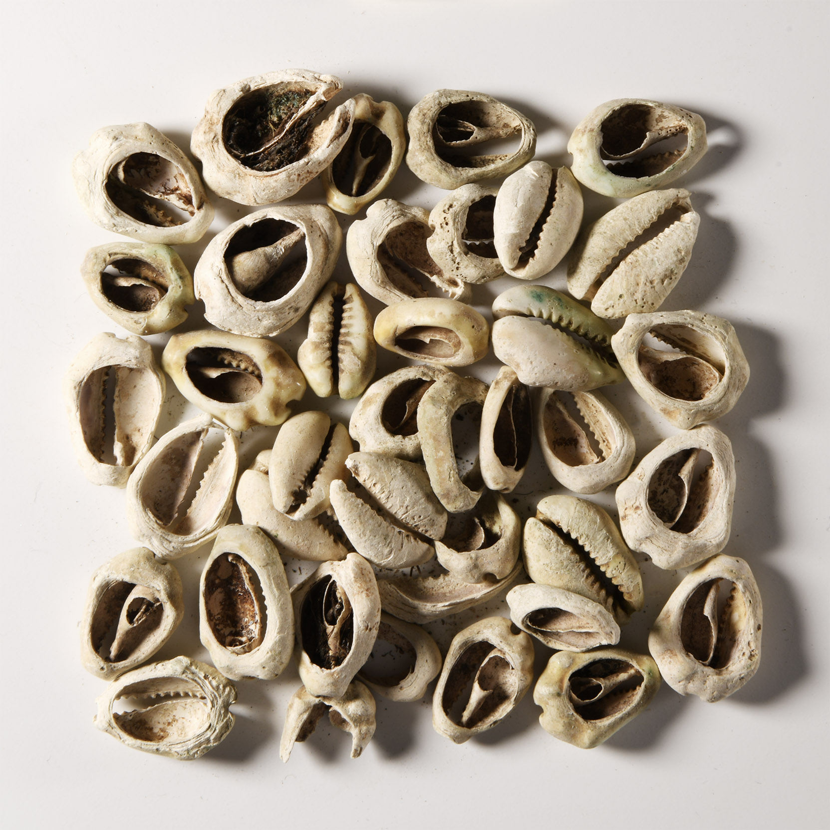 Viking Age Cowrie Shell Pendant Collection