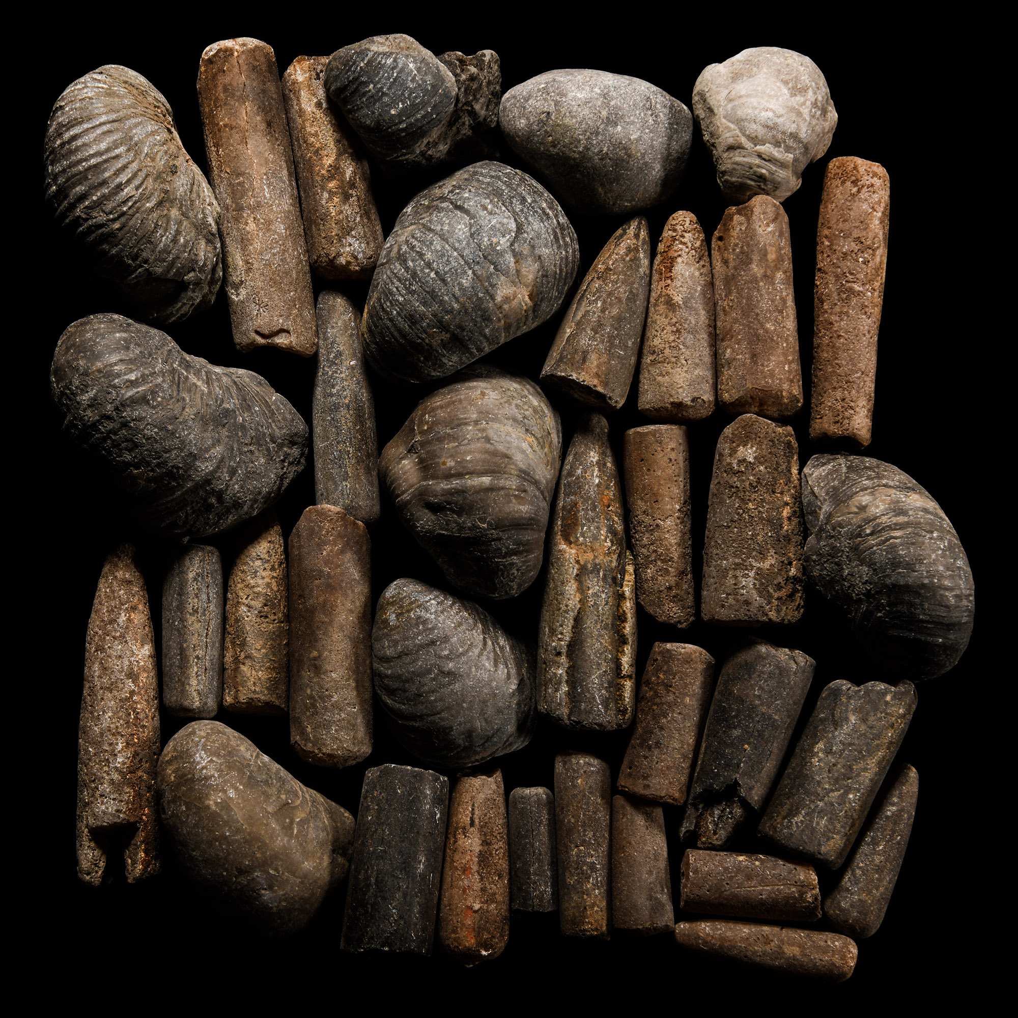 Natural History - Mixed Fossil Collection