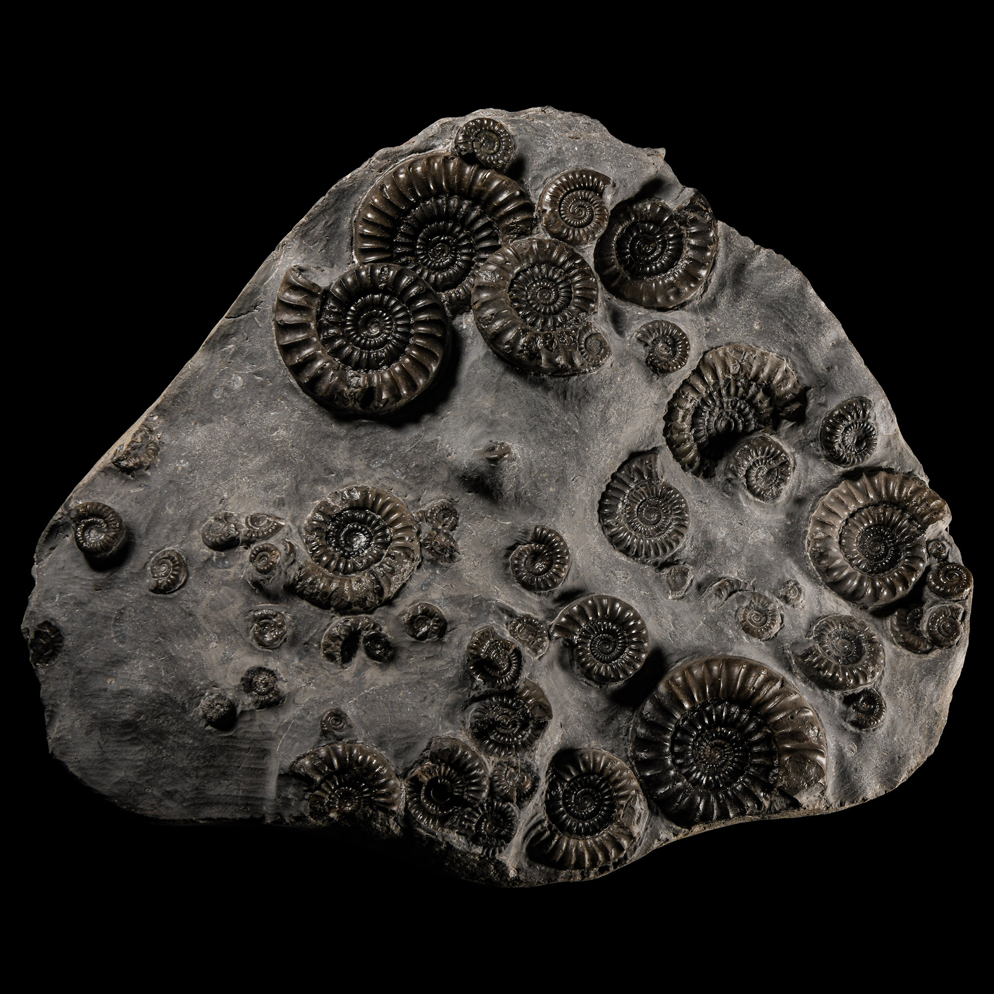Natural History - British Arnioceras Fossil Ammonite Multiblock