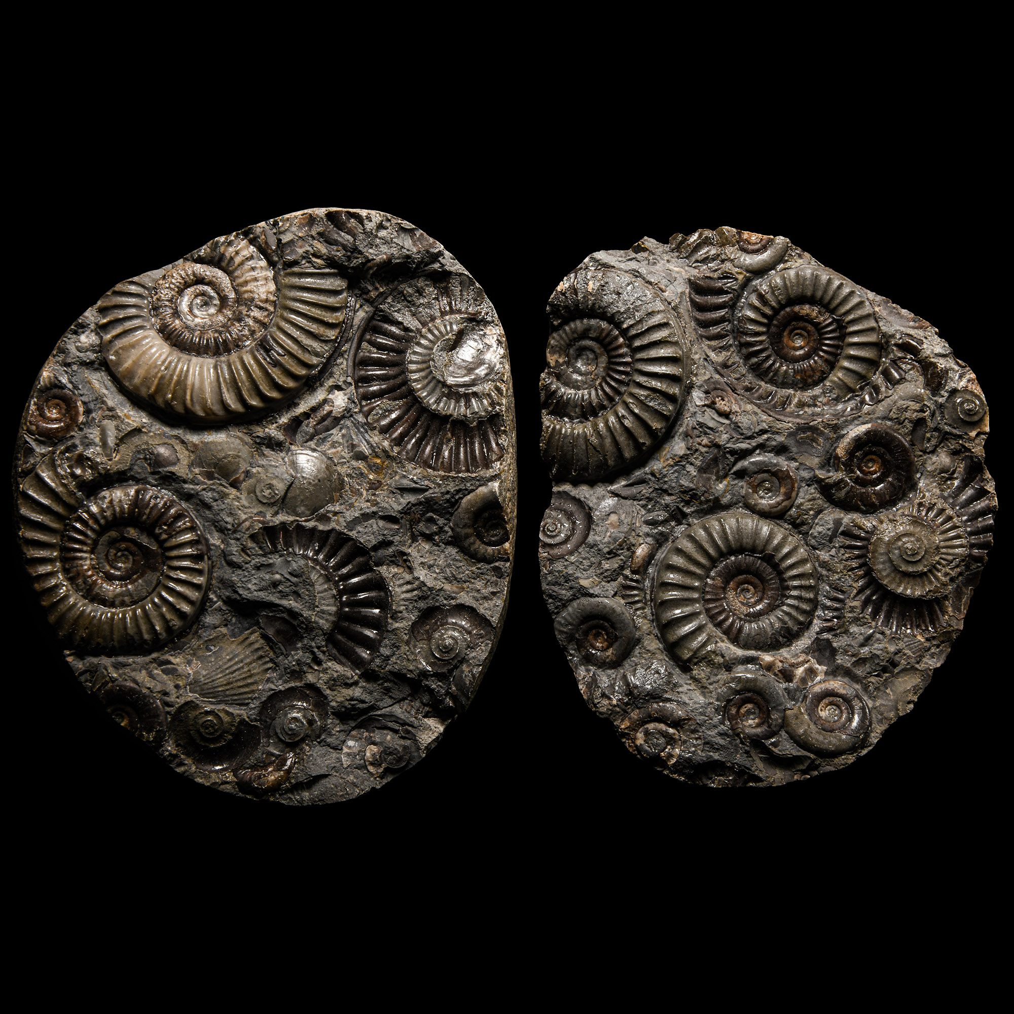 Natural History - British Arnioceras Fossil Ammonite 'Hidden Gem' Pair