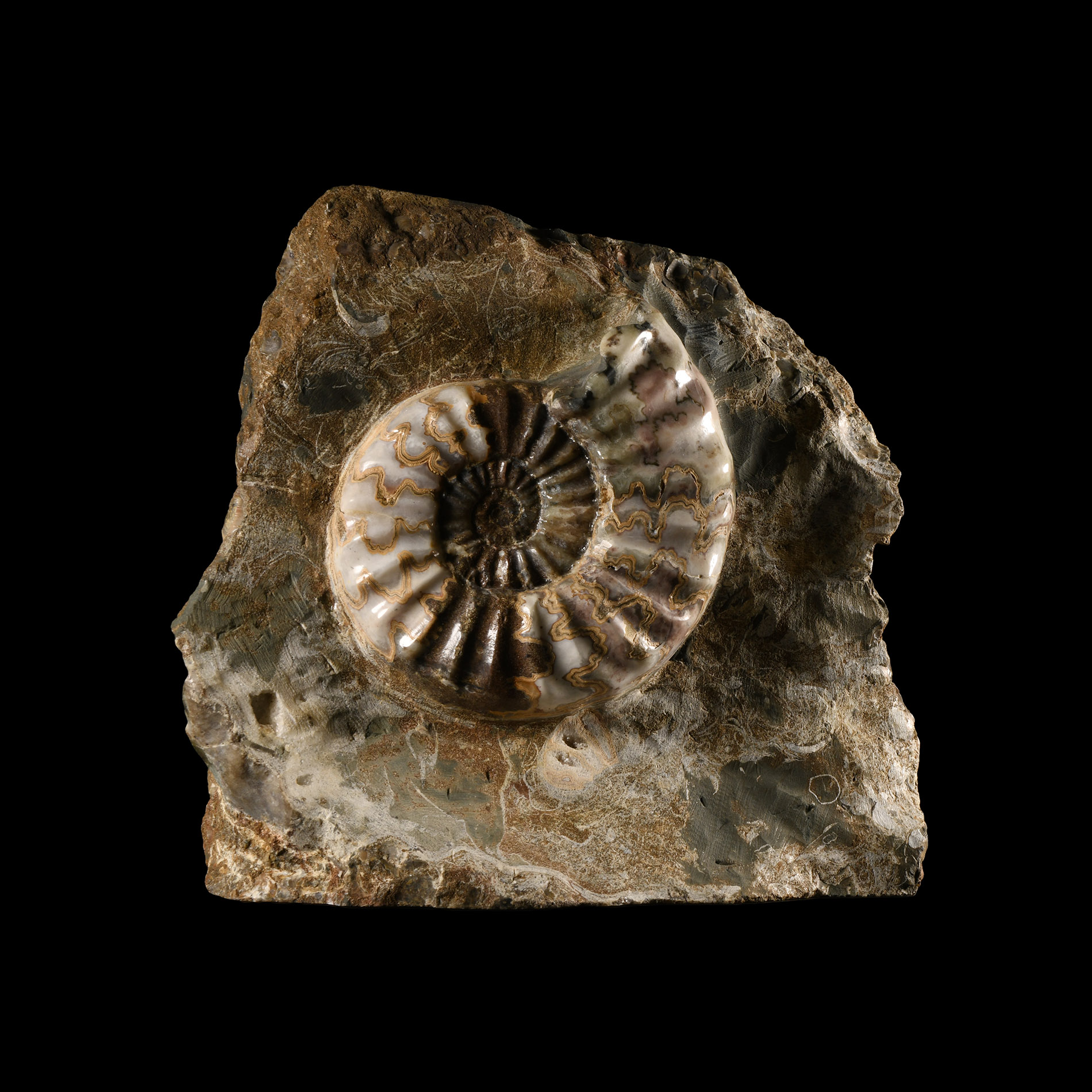 Natural History - Large British Asteroceras Fossil Ammonite
