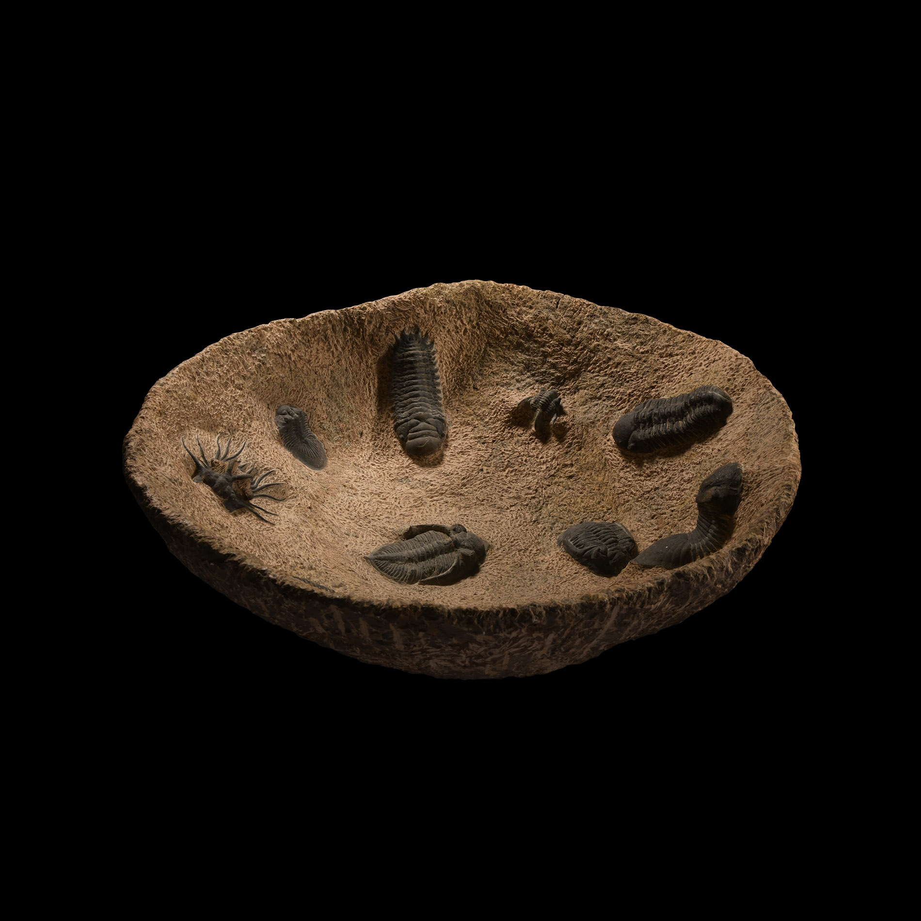 Natural History - Very Large Stone Bowl with a Collection of Fossil Trilobites