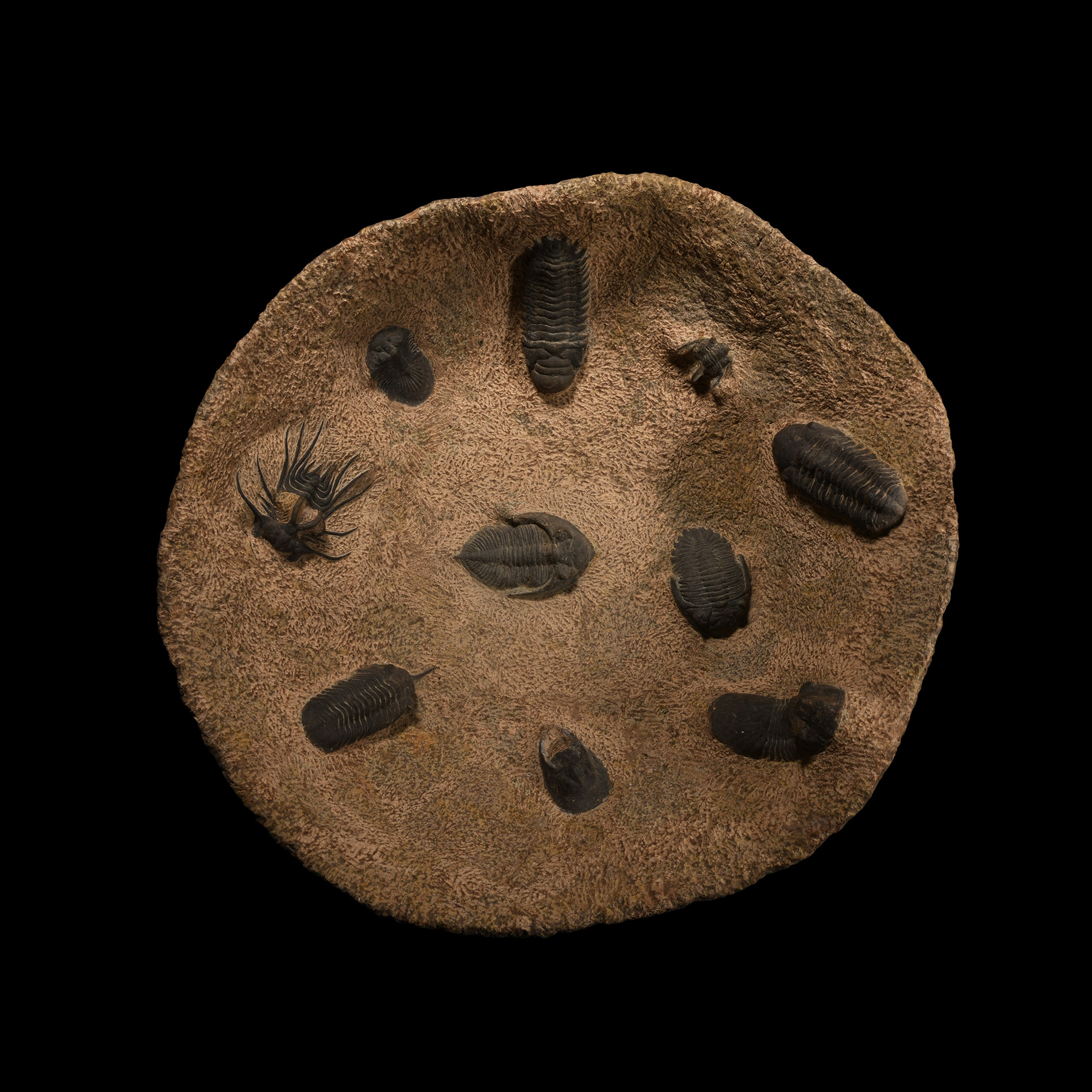 Natural History - Very Large Stone Bowl with a Collection of Fossil Trilobites