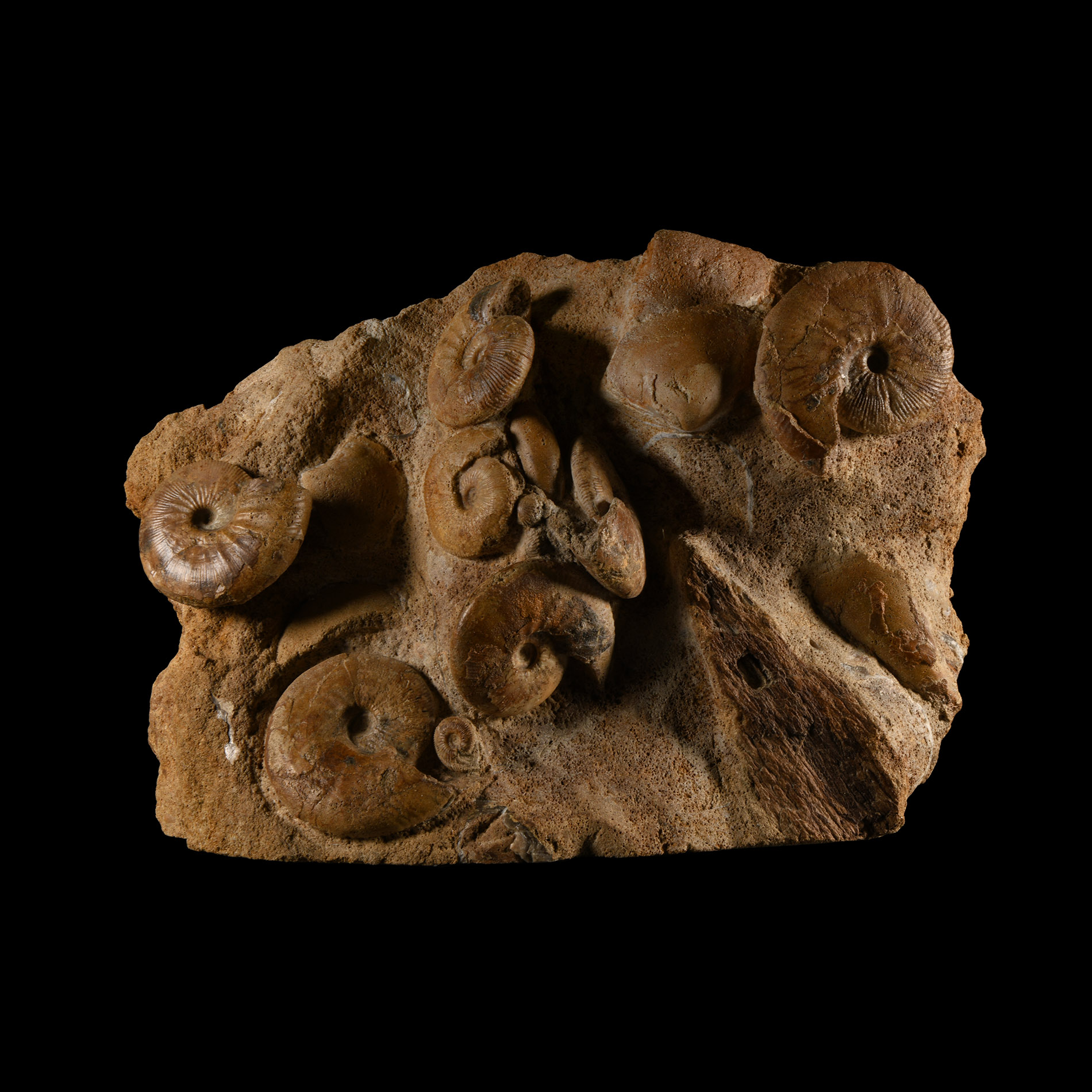 Natural History - Large British Sigaloceras Fossil Ammonite Multi Display
