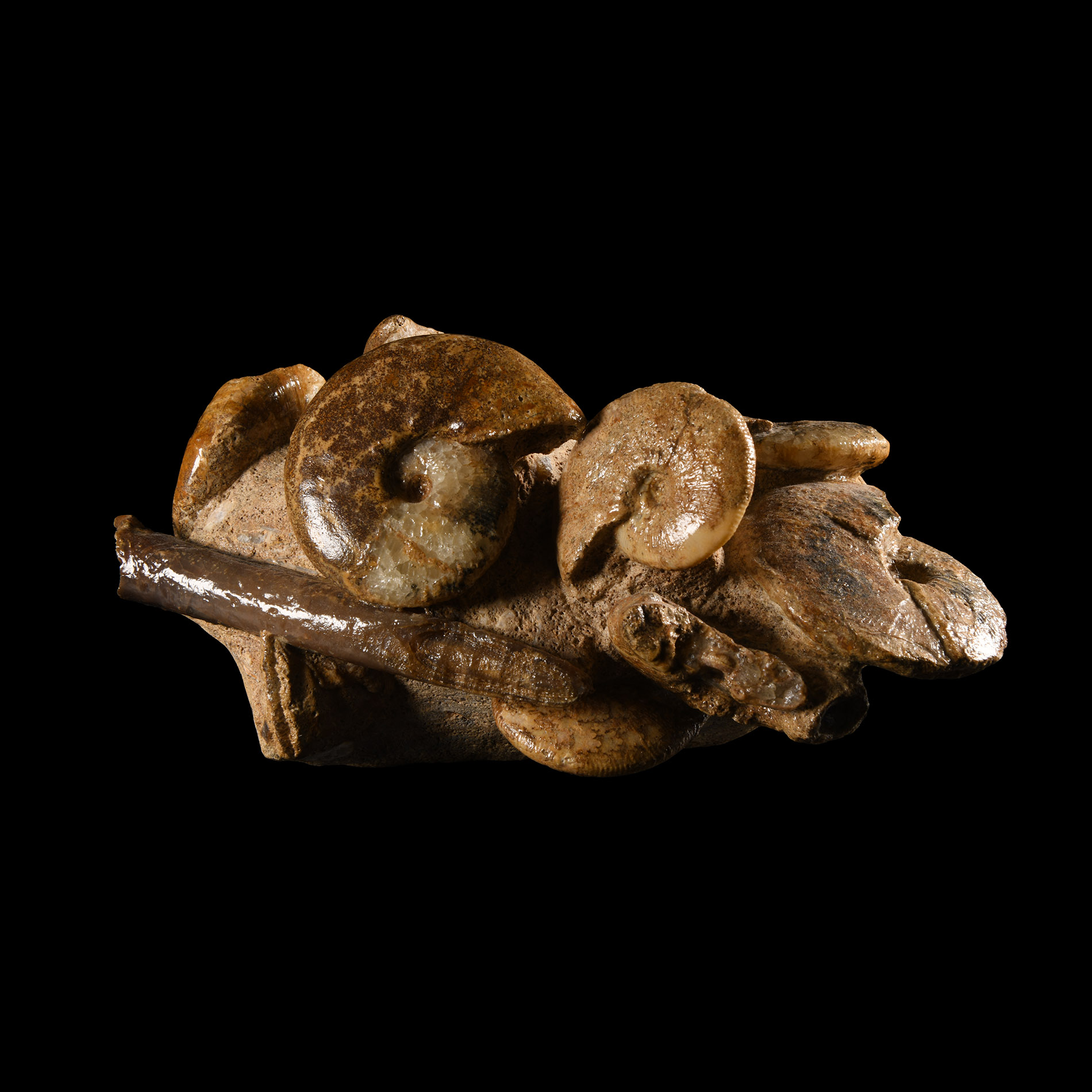 Natural History - British Sigaloceras Fossil Ammonite Display