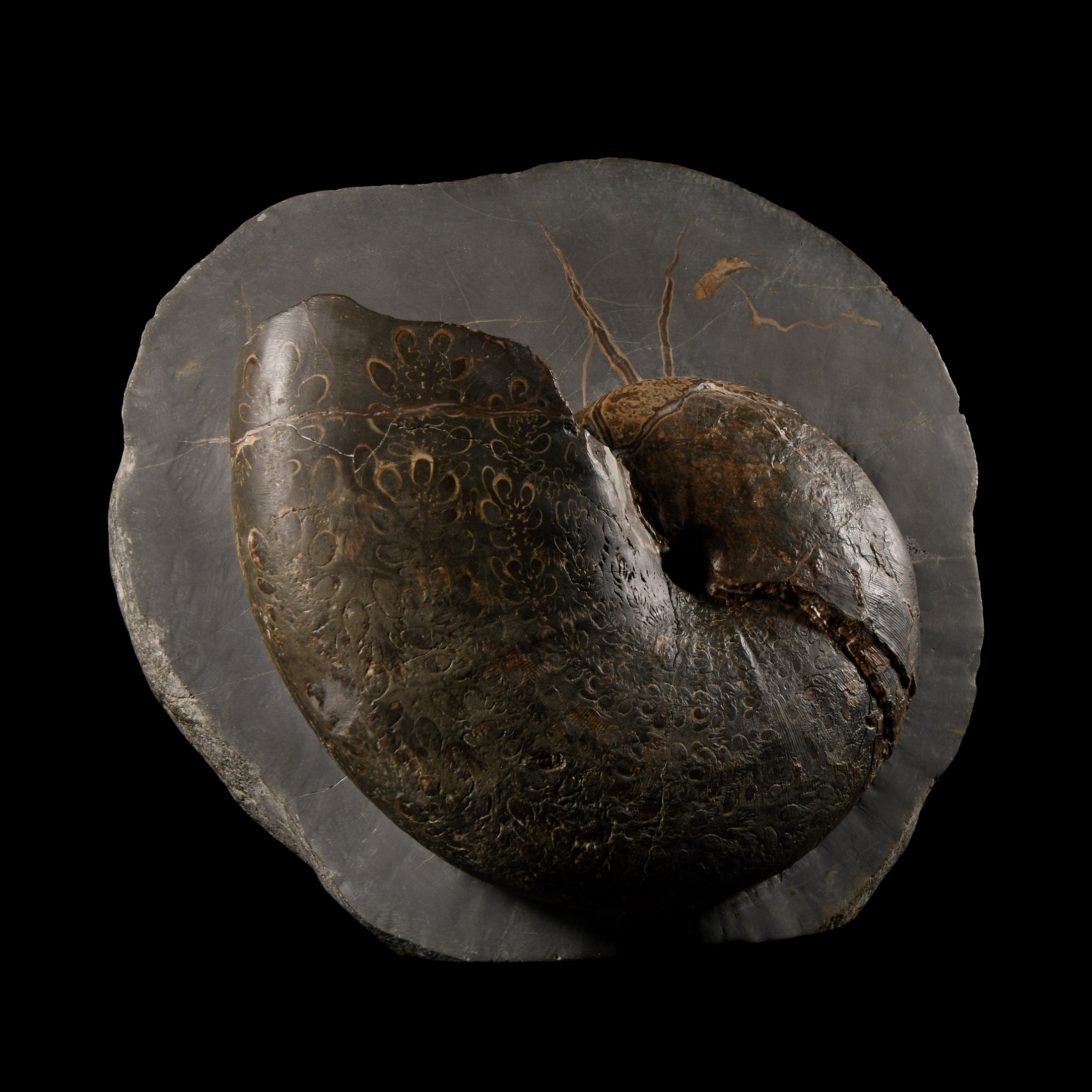 Natural History - Exceptional British Phylloceras Fossil Ammonite