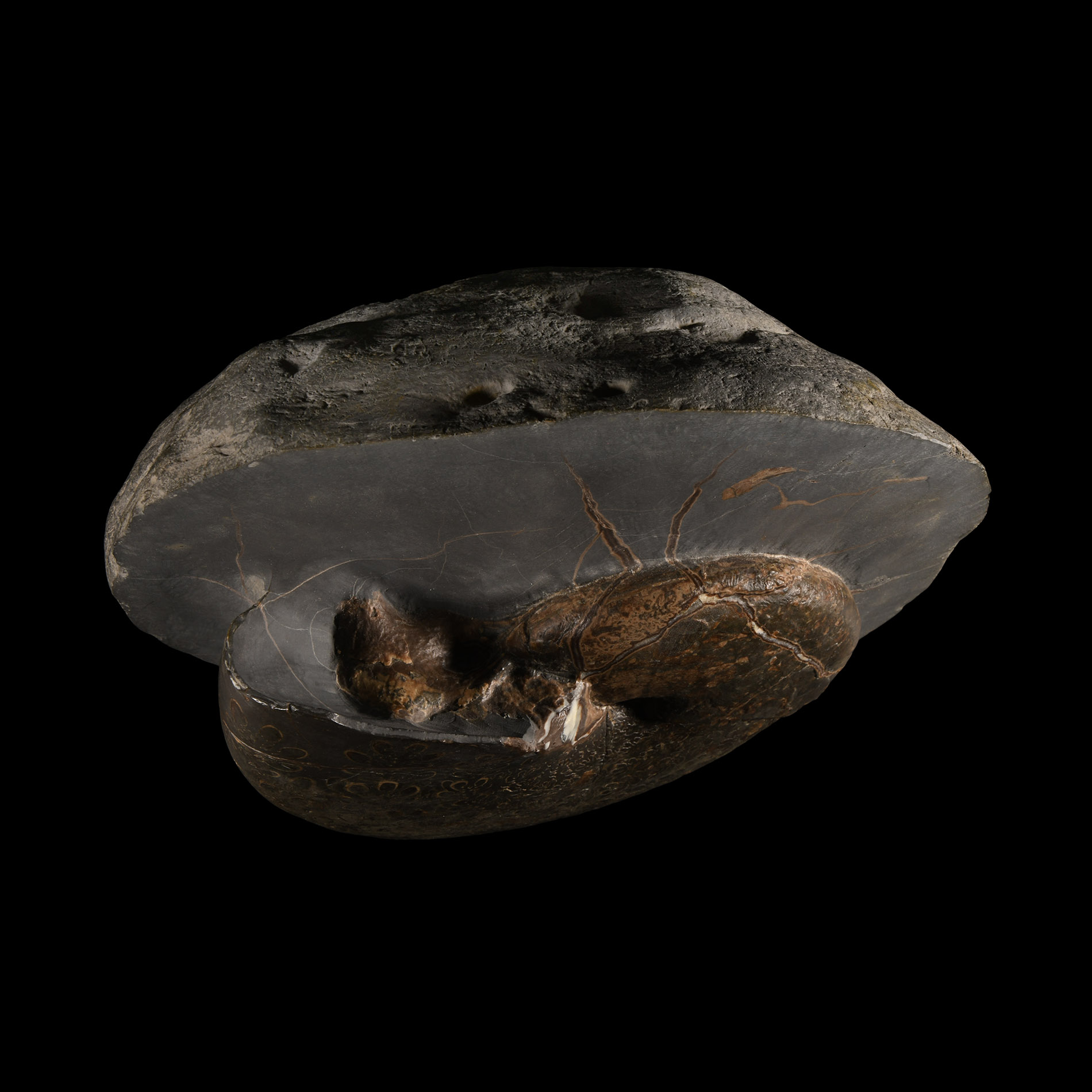 Natural History - Exceptional British Phylloceras Fossil Ammonite