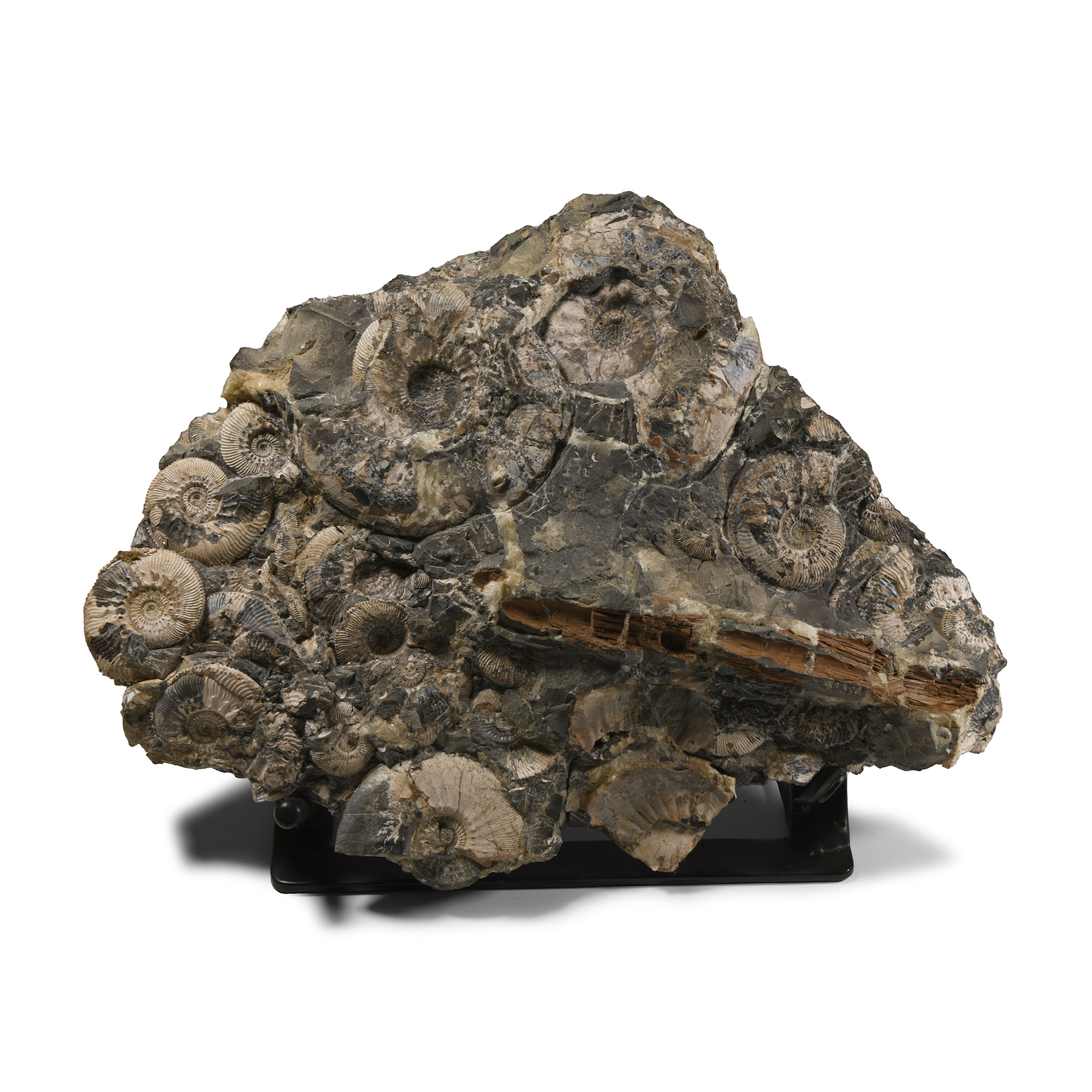 Natural History - Large British Kosmoceras Fossil Ammonites Display Panel