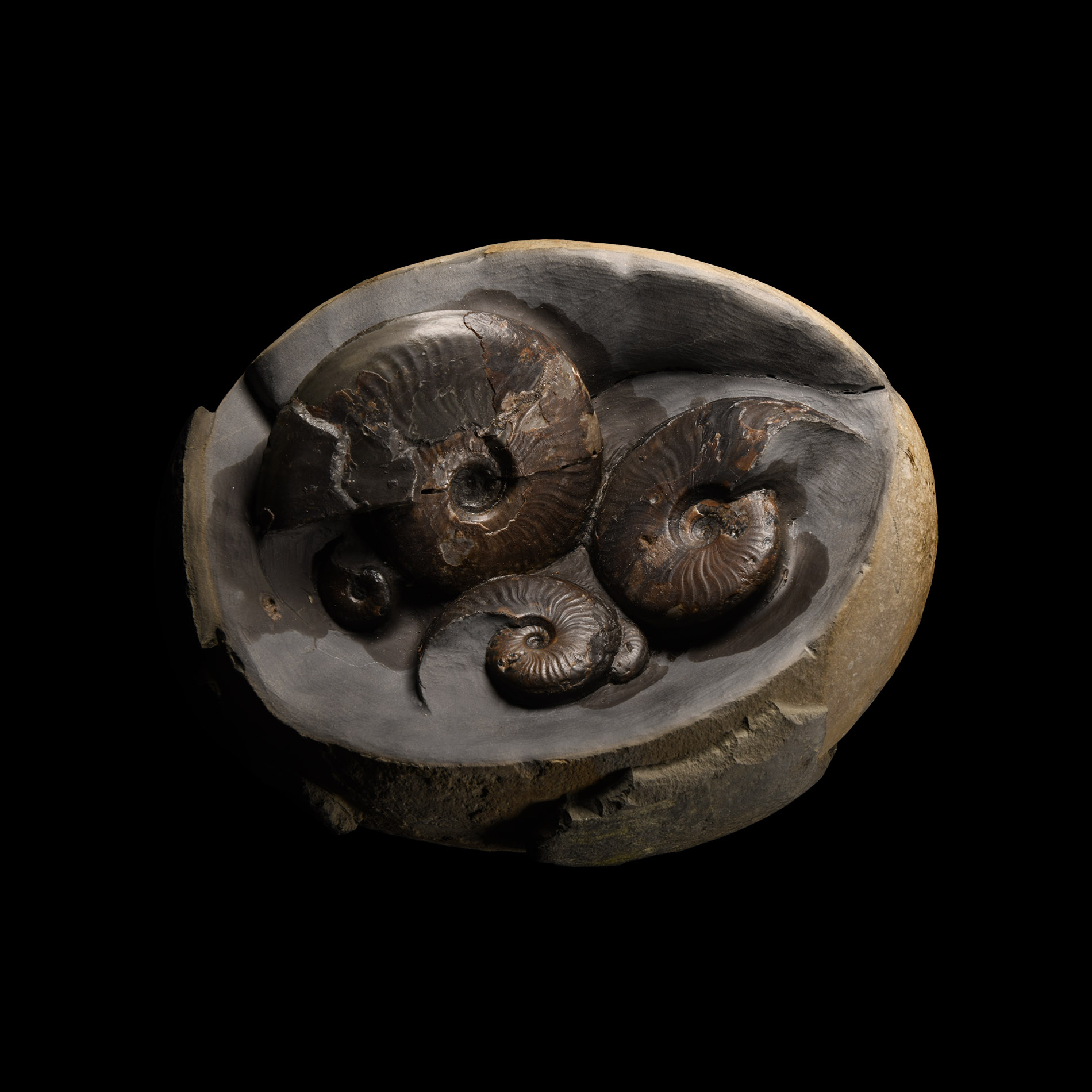 Natural History - Large British Eleganticeras Fossil Ammonite Multi Display 'Egg'