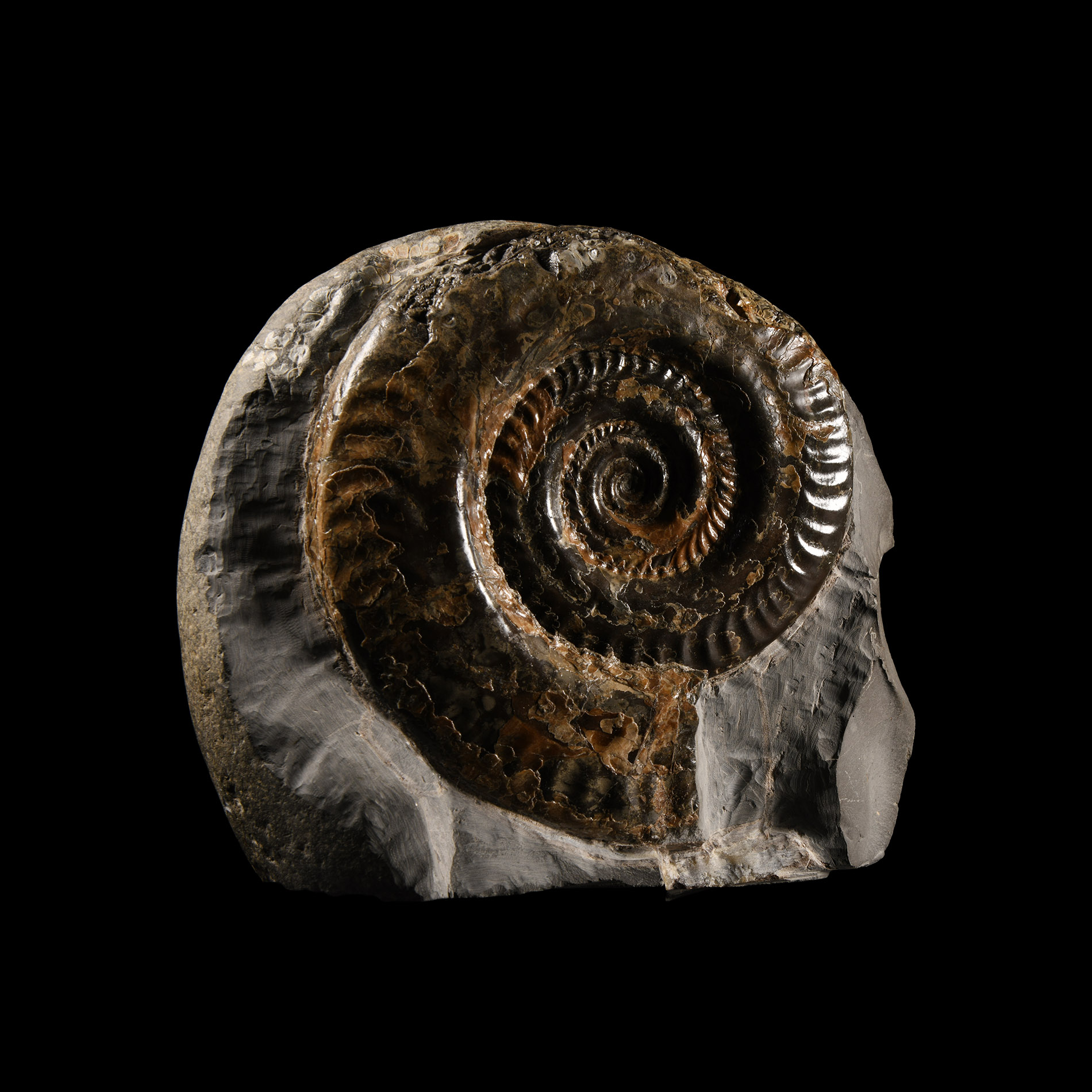 Natural History - Large British Hildoceras Fossil Ammonite Display