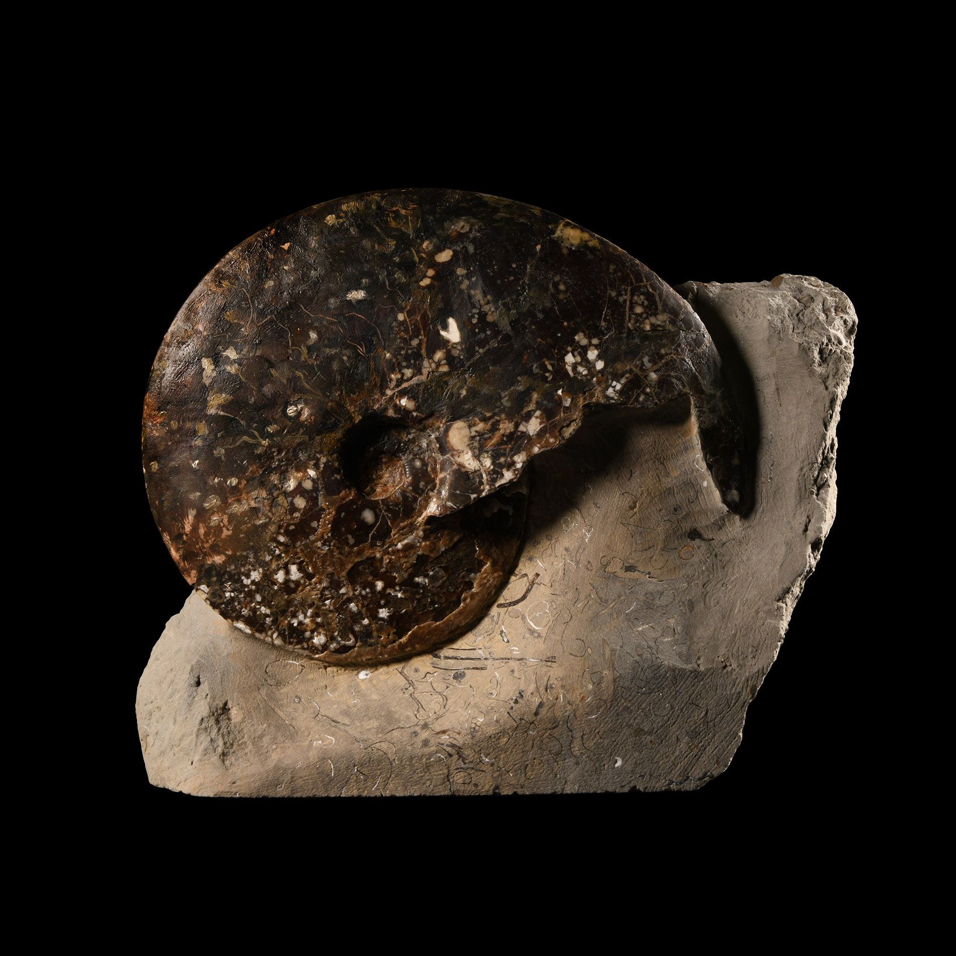 Natural History - Large British Amauroceras Fossil Ammonite Display