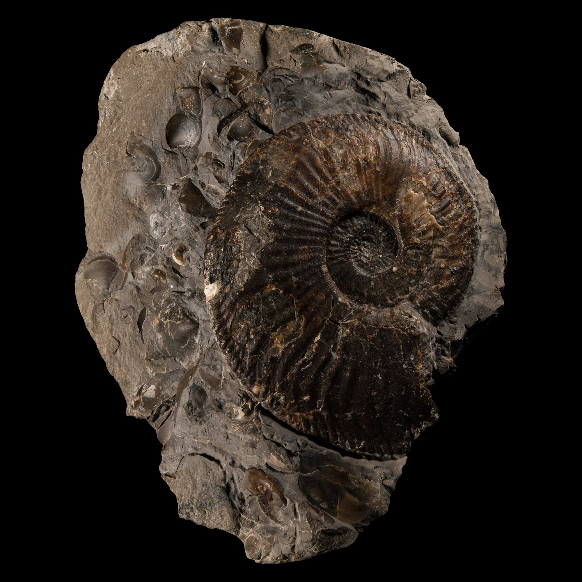 Natural History - Large British Amaltheus Fossil Ammonite Display