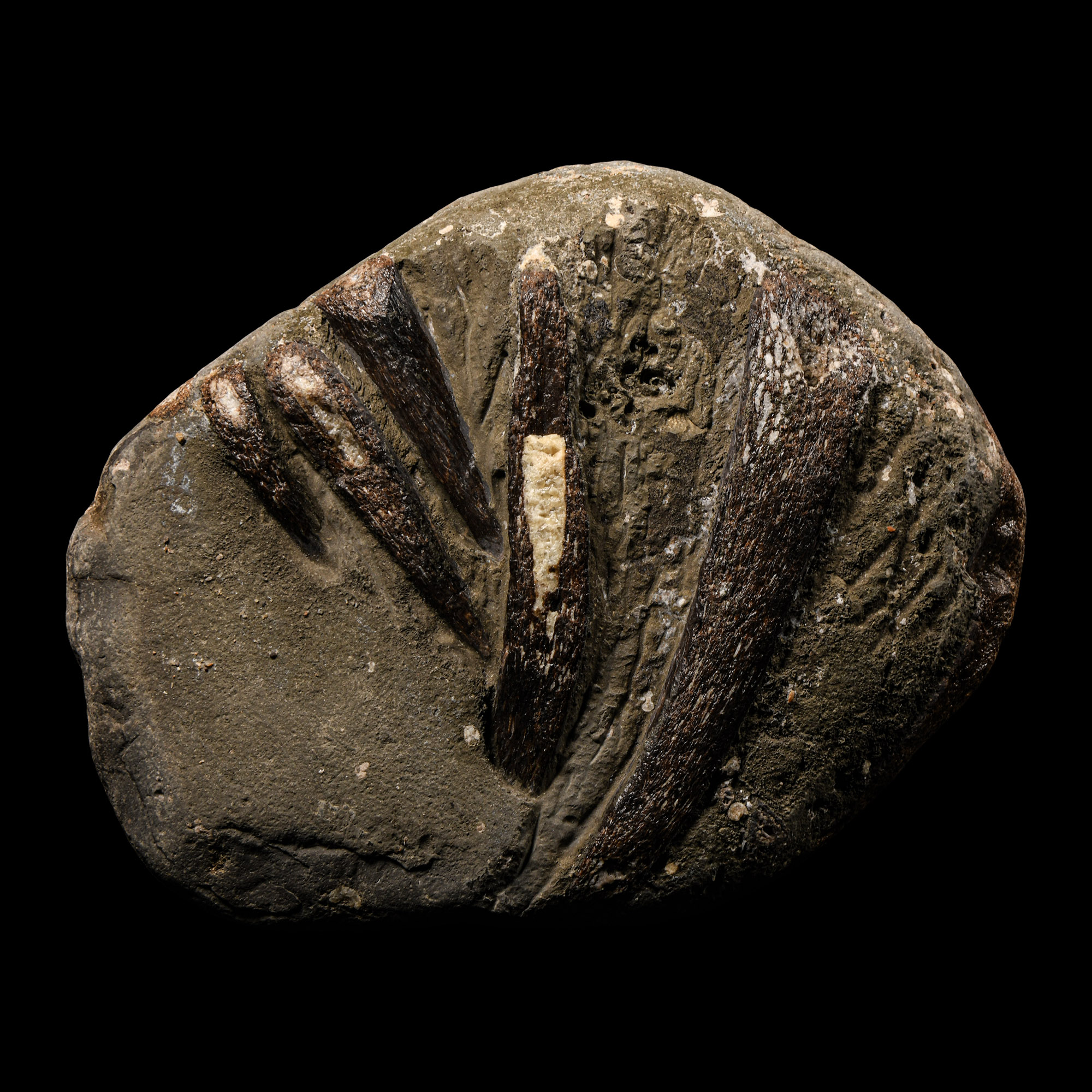 Natural History - British Fossil Plesiosaur 'Marine Dinosaur' Ribs and Scapular Bifacial Display Specimen