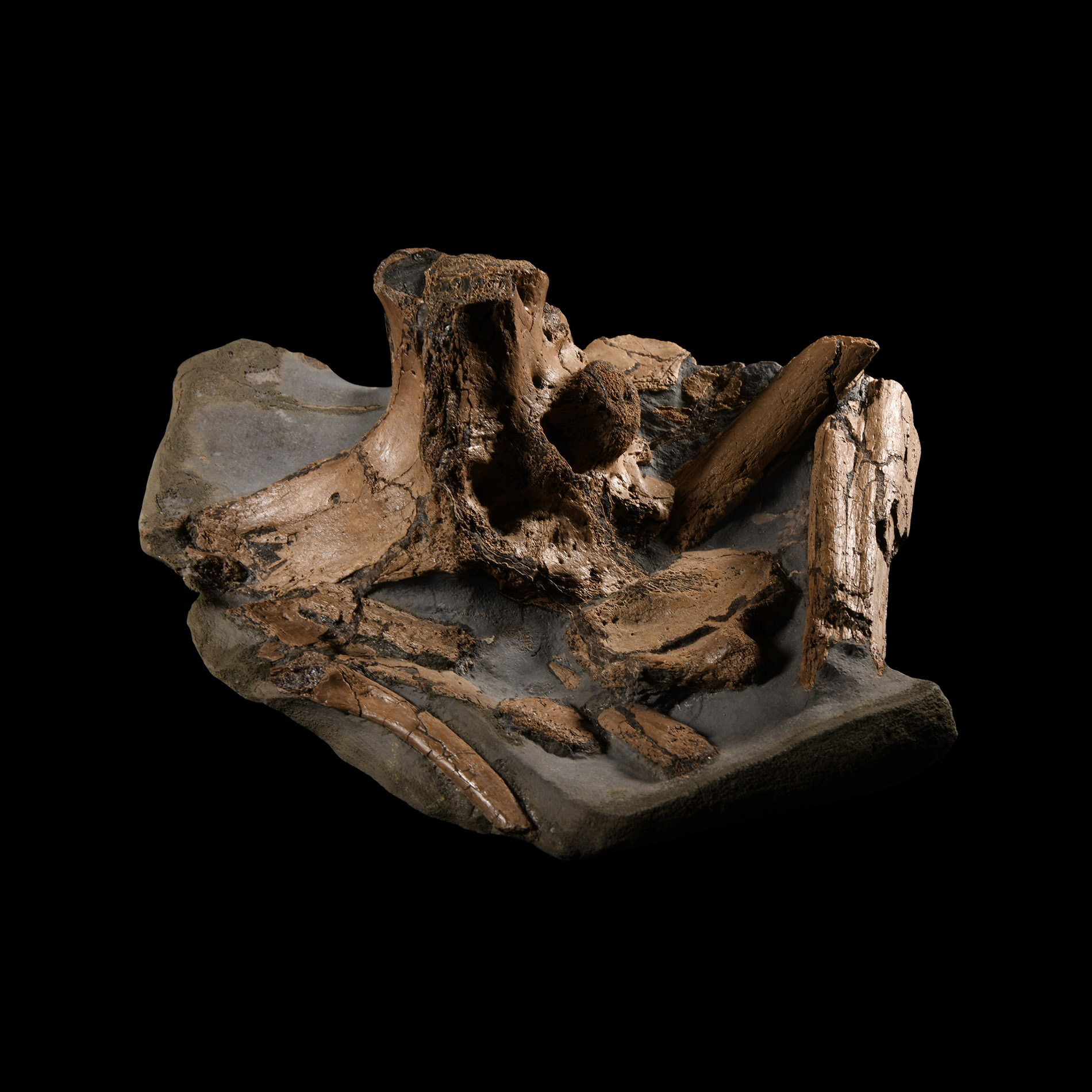 Natural History - British Fossil Extinct Crocodile Bones