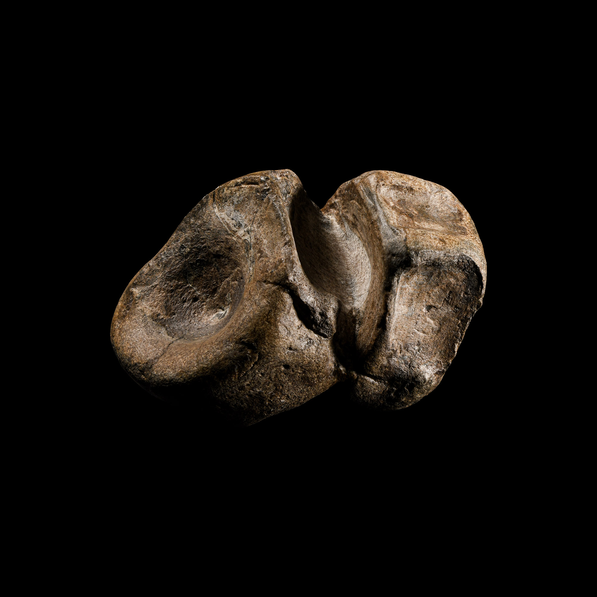 Natural History - British Fossil Plesiosaur 'Marine Dinosaur' Vertebrae Display