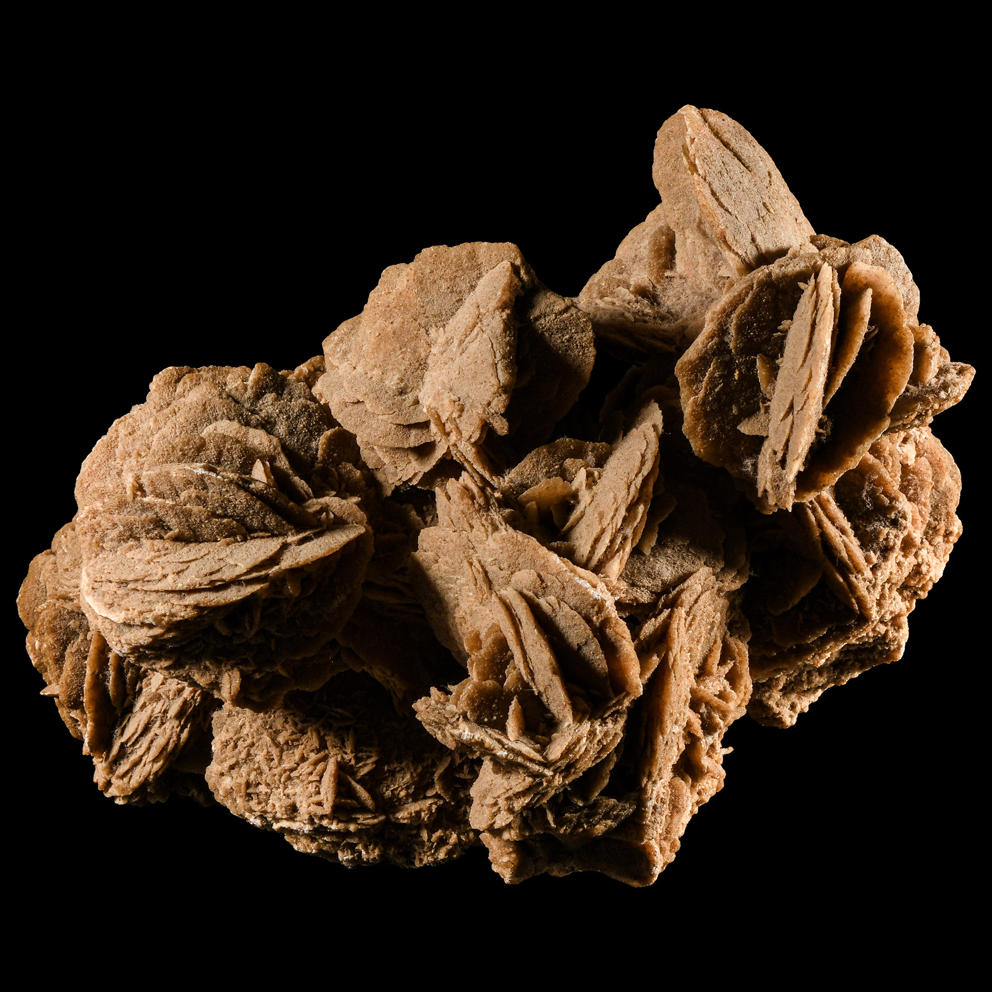 Natural History - Large Desert Rose Mineral Display