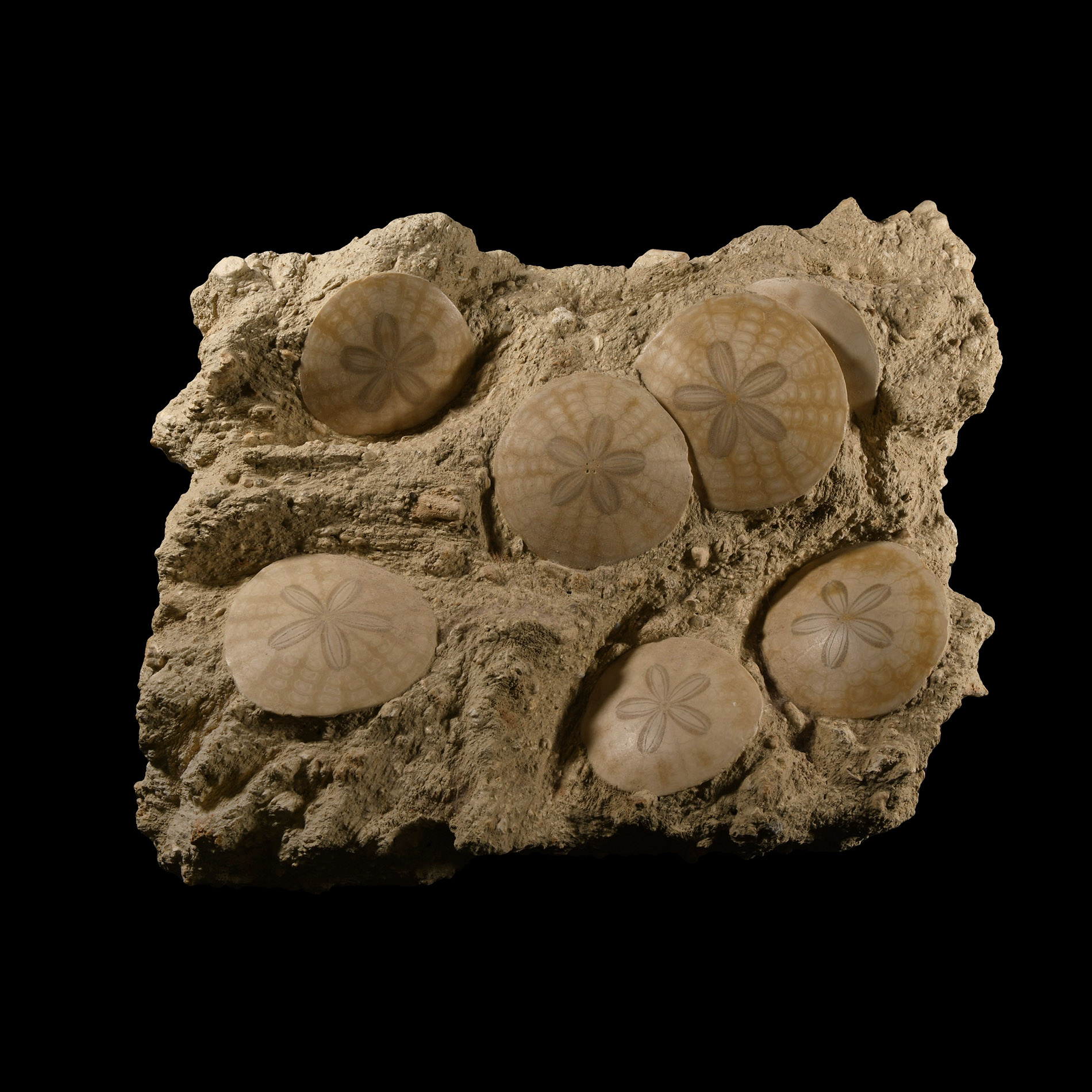 Natural History - Large Polished Fossil 'Sand Dollar' Multi Display