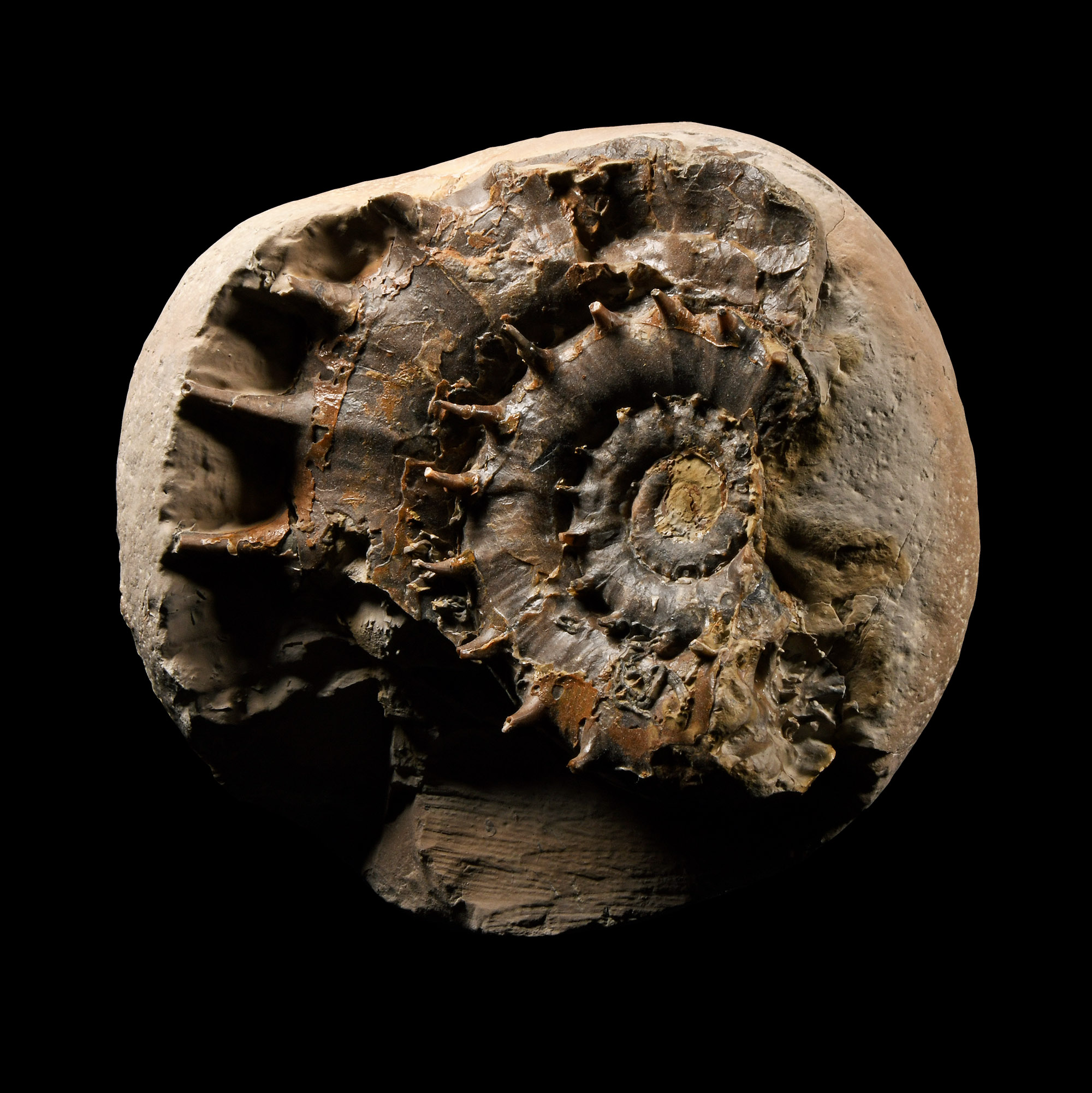 Natural History - Rare British Fossil Eteoderoceras Ammonite Display with Amazing Spines