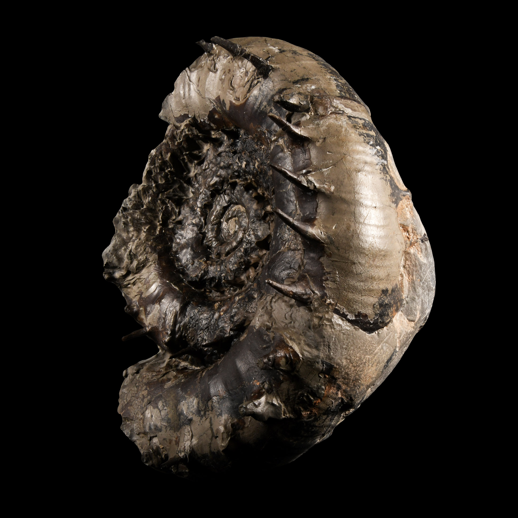 Natural History - Rare British Fossil Eteoderoceras Ammonite Display with Amazing Spines