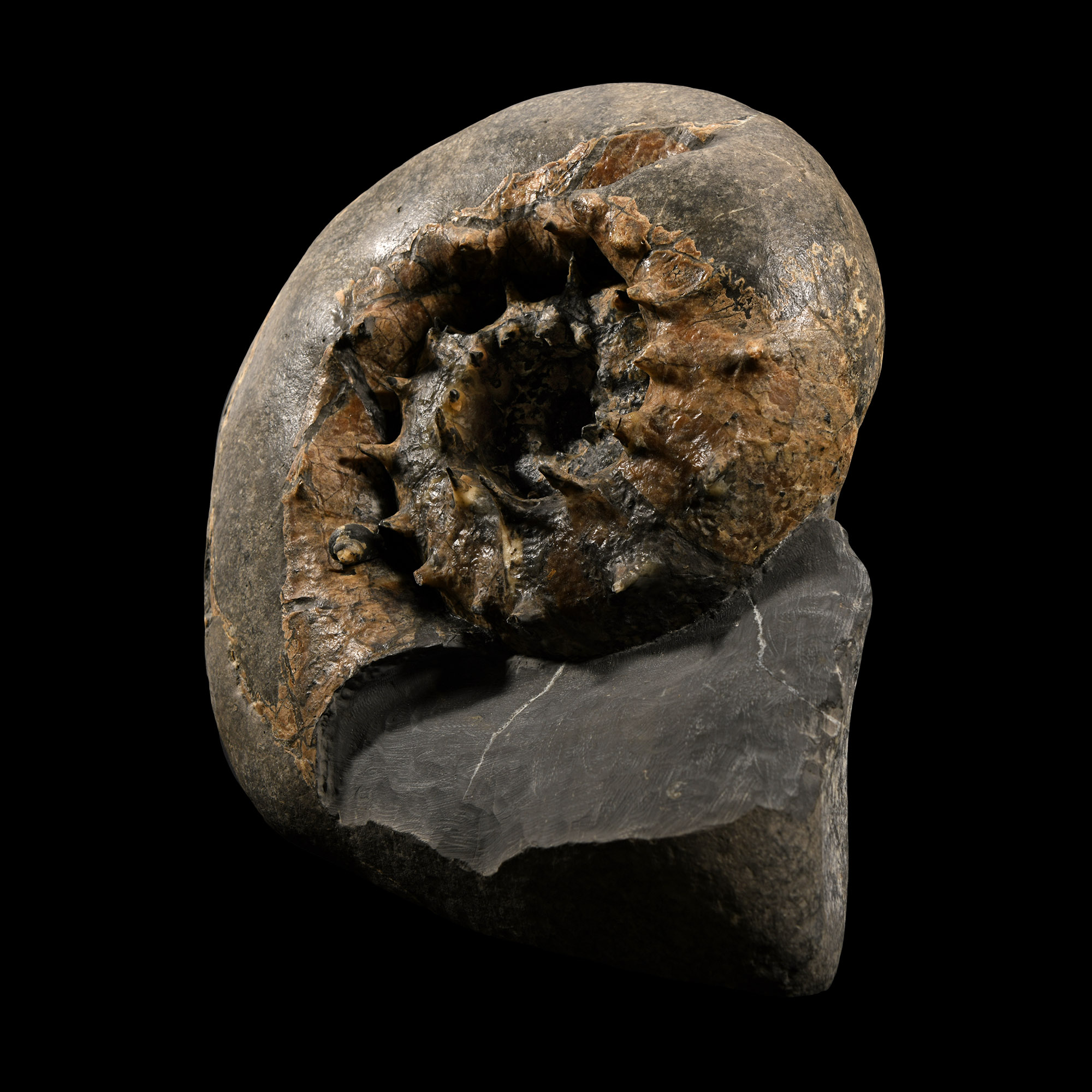Natural History - British Fossil Aspidoceras Ammonite Display with Incredible Spines