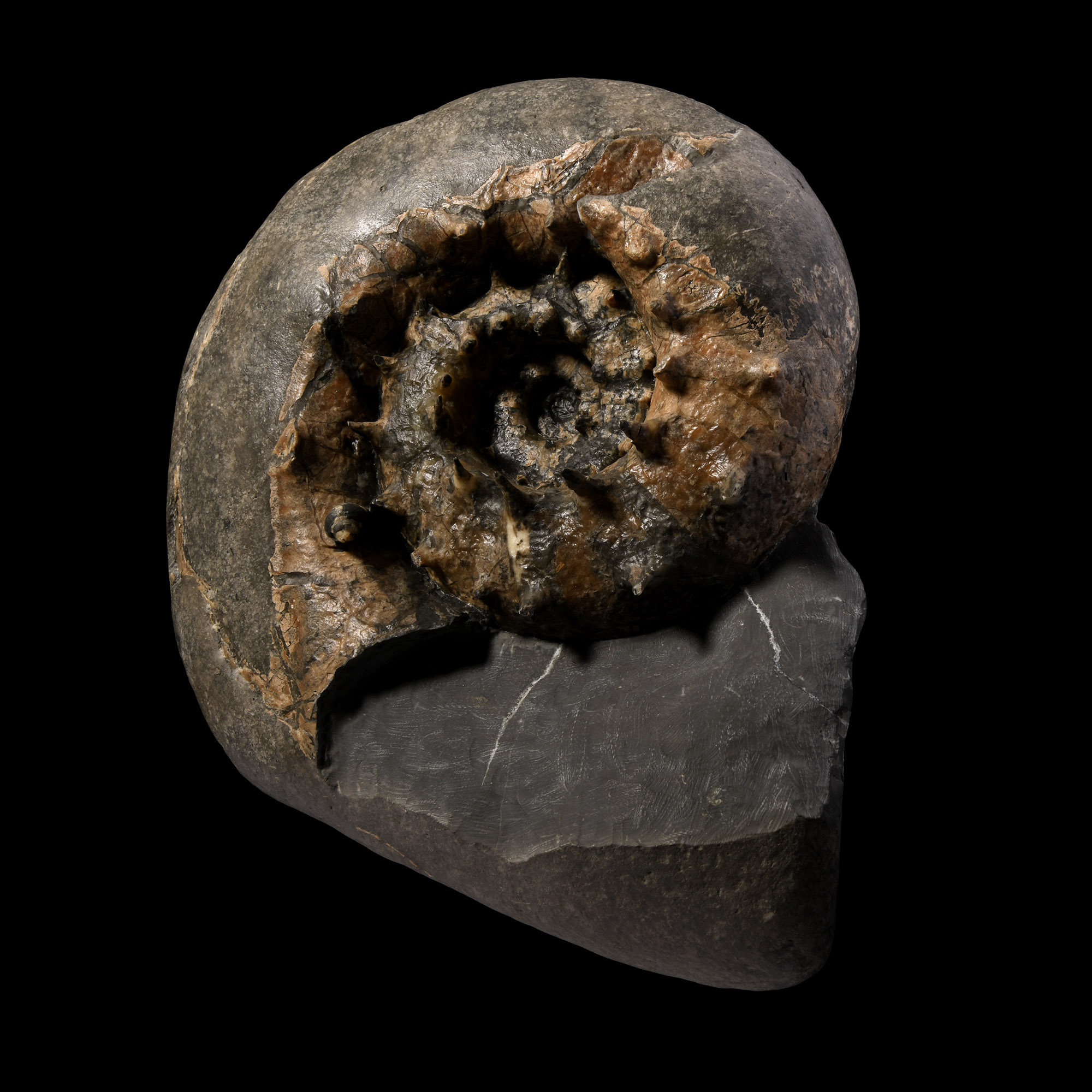 Natural History - British Fossil Aspidoceras Ammonite Display with Incredible Spines