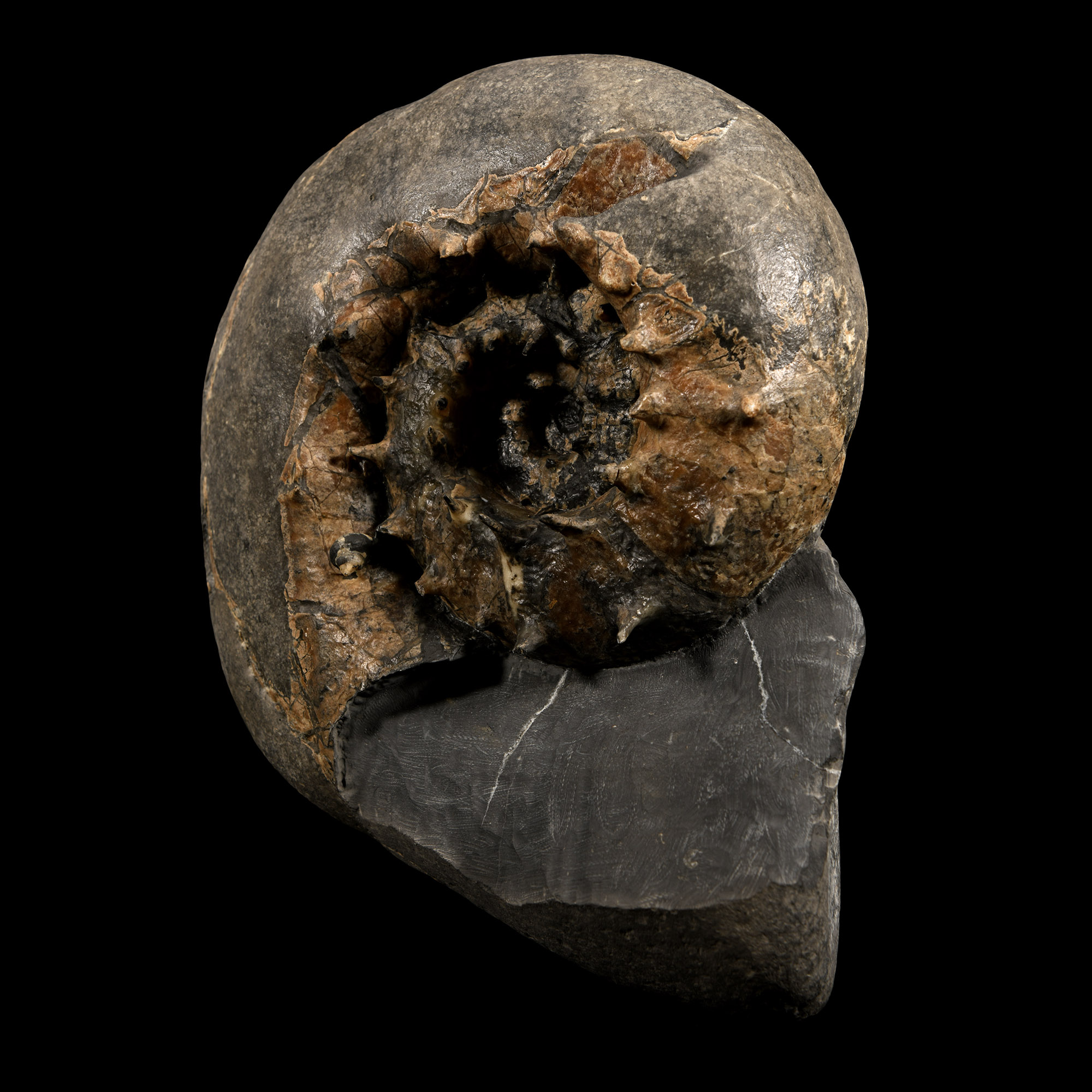 Natural History - British Fossil Aspidoceras Ammonite Display with Incredible Spines