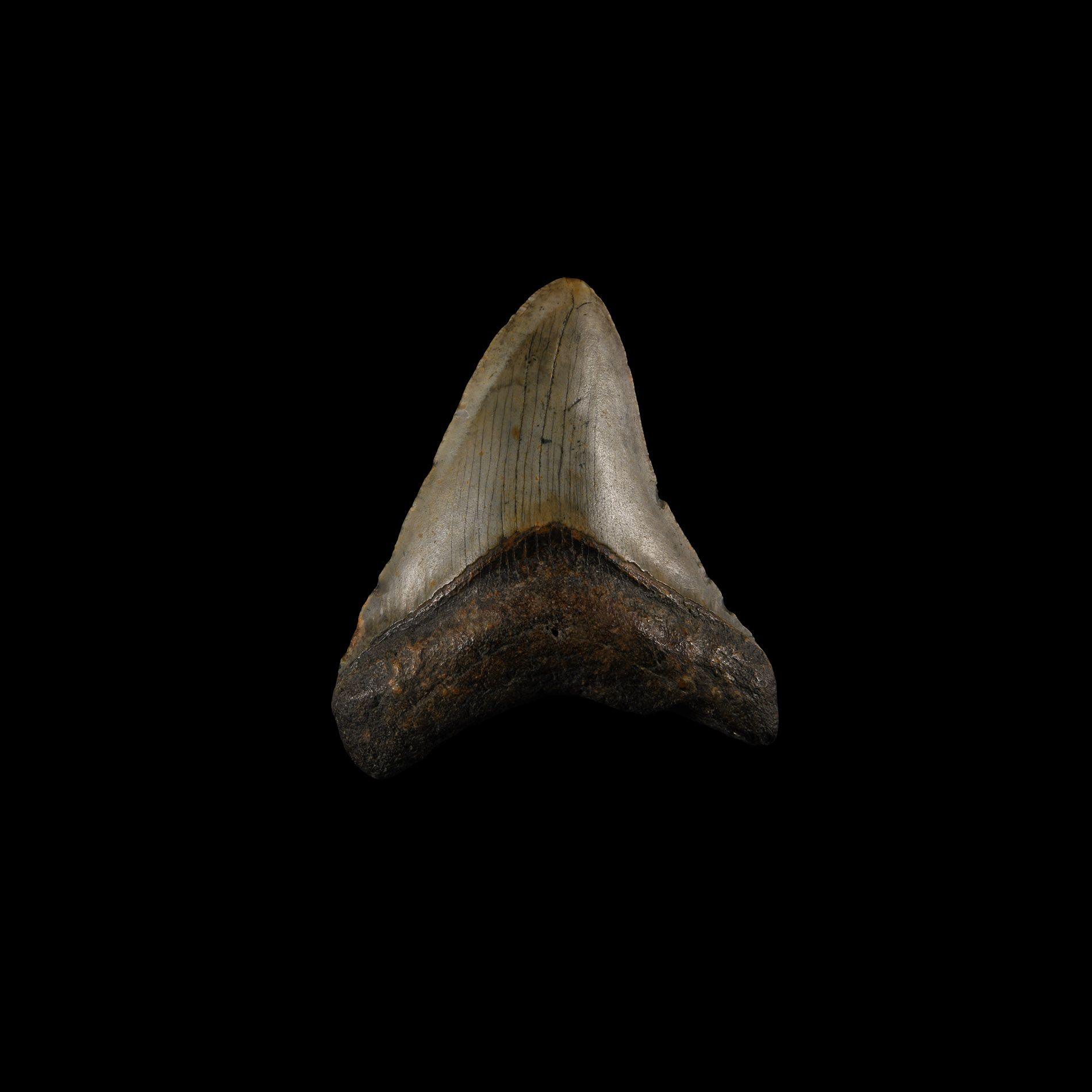 Natural History - Megalodon Giant Shark Fossil Tooth