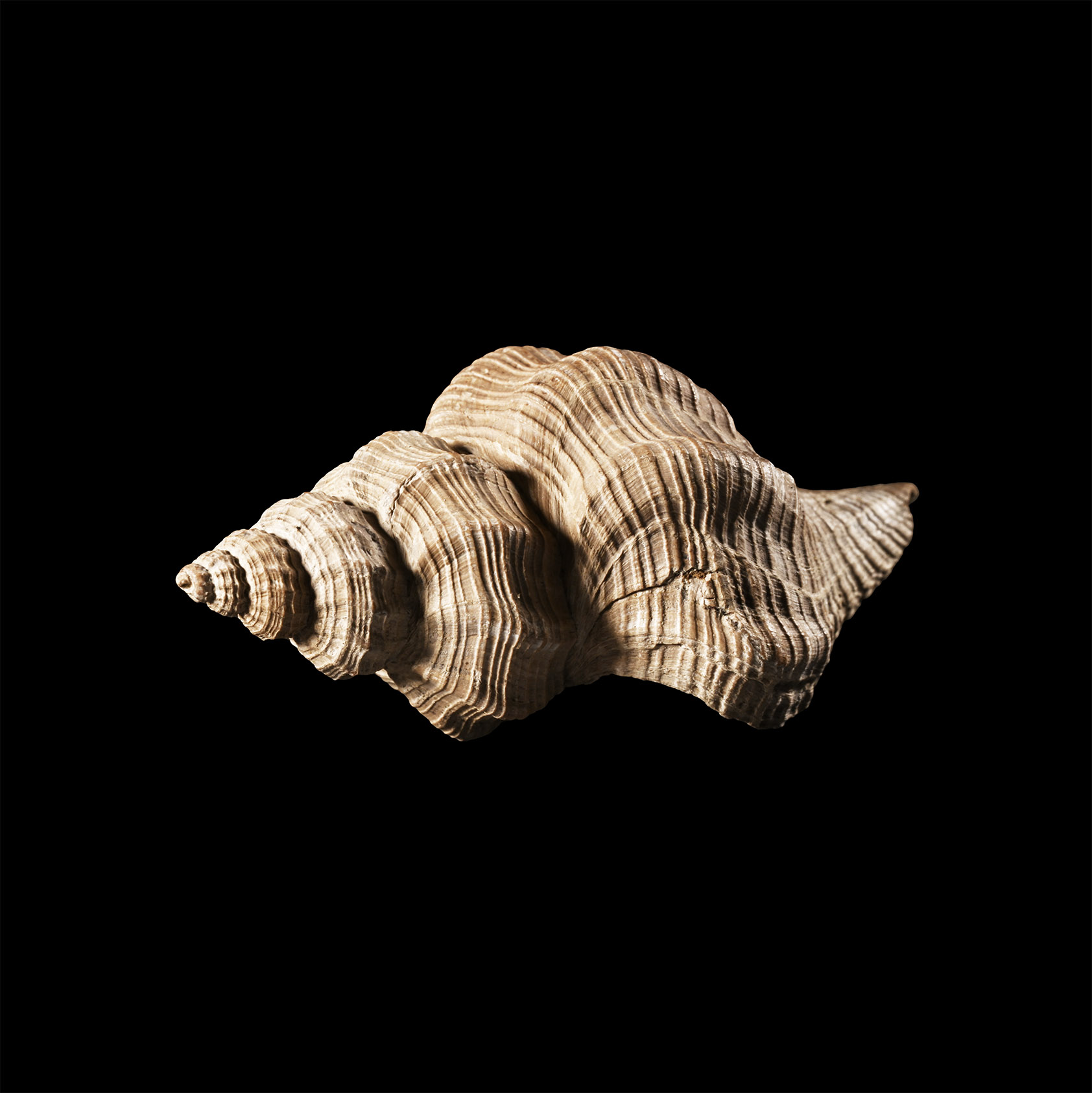 Natural History - Fossil Euthriofusus Gastropod