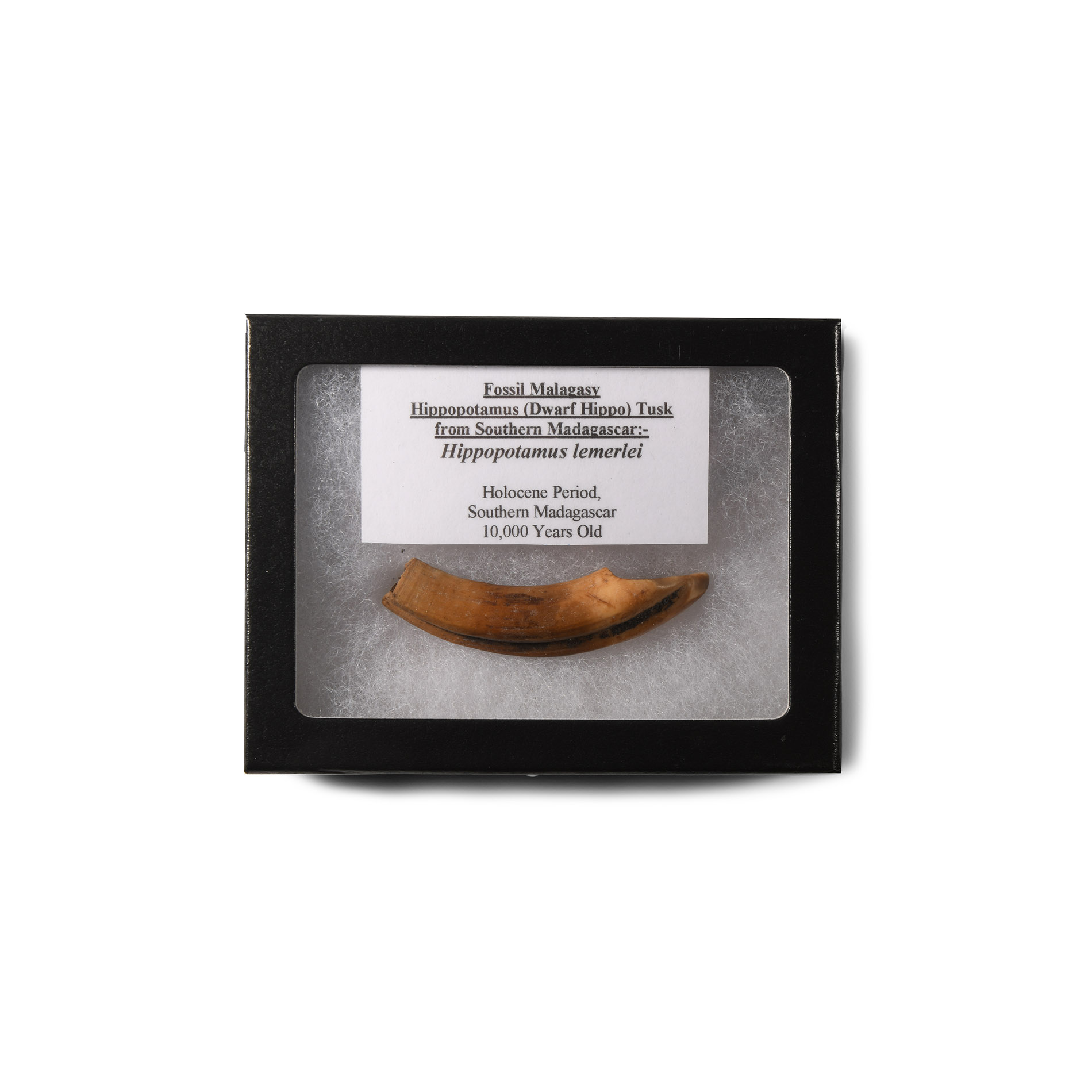 Natural History - Extinct Malagasy Dwarf Hippopotamus Tusk