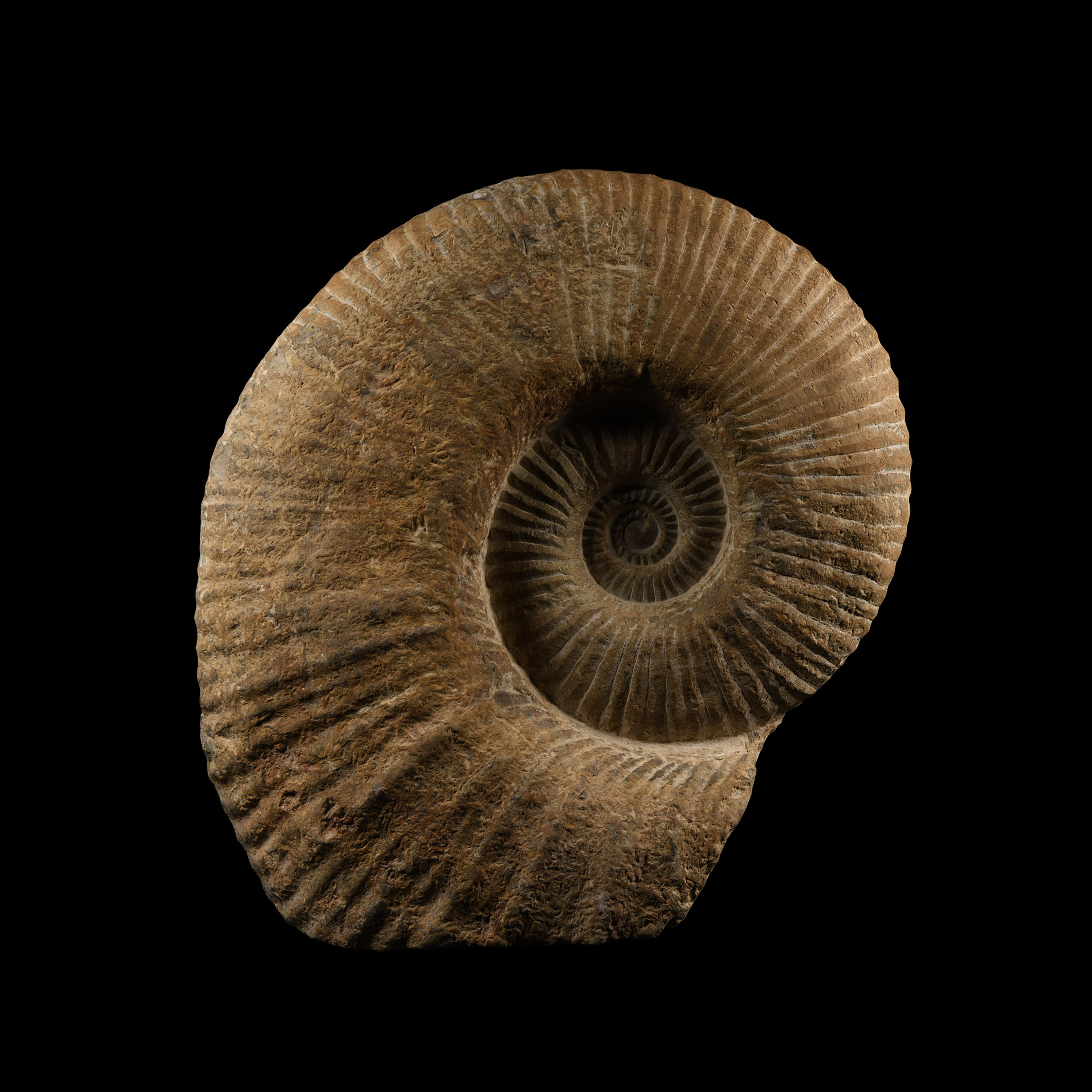 Natural History - Large Fossil Agadir Ammonite