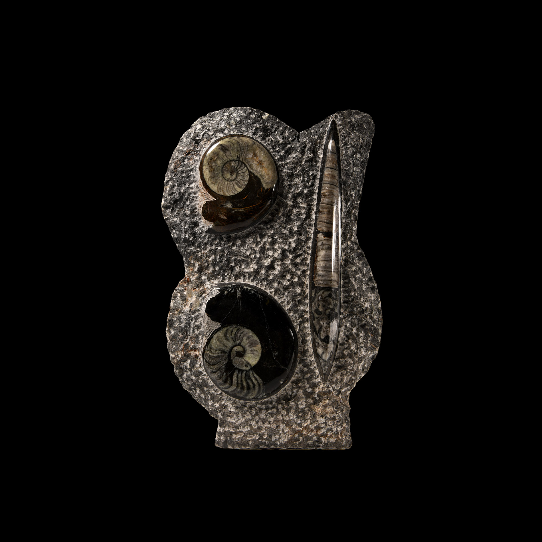 Natural History - Large Polished Goniatite and Orthoceras Fossil Display