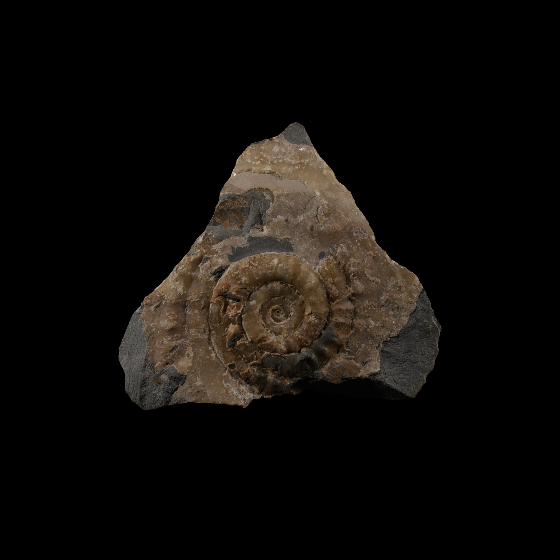 Natural History - Lyme Regis Fossil Ammonite