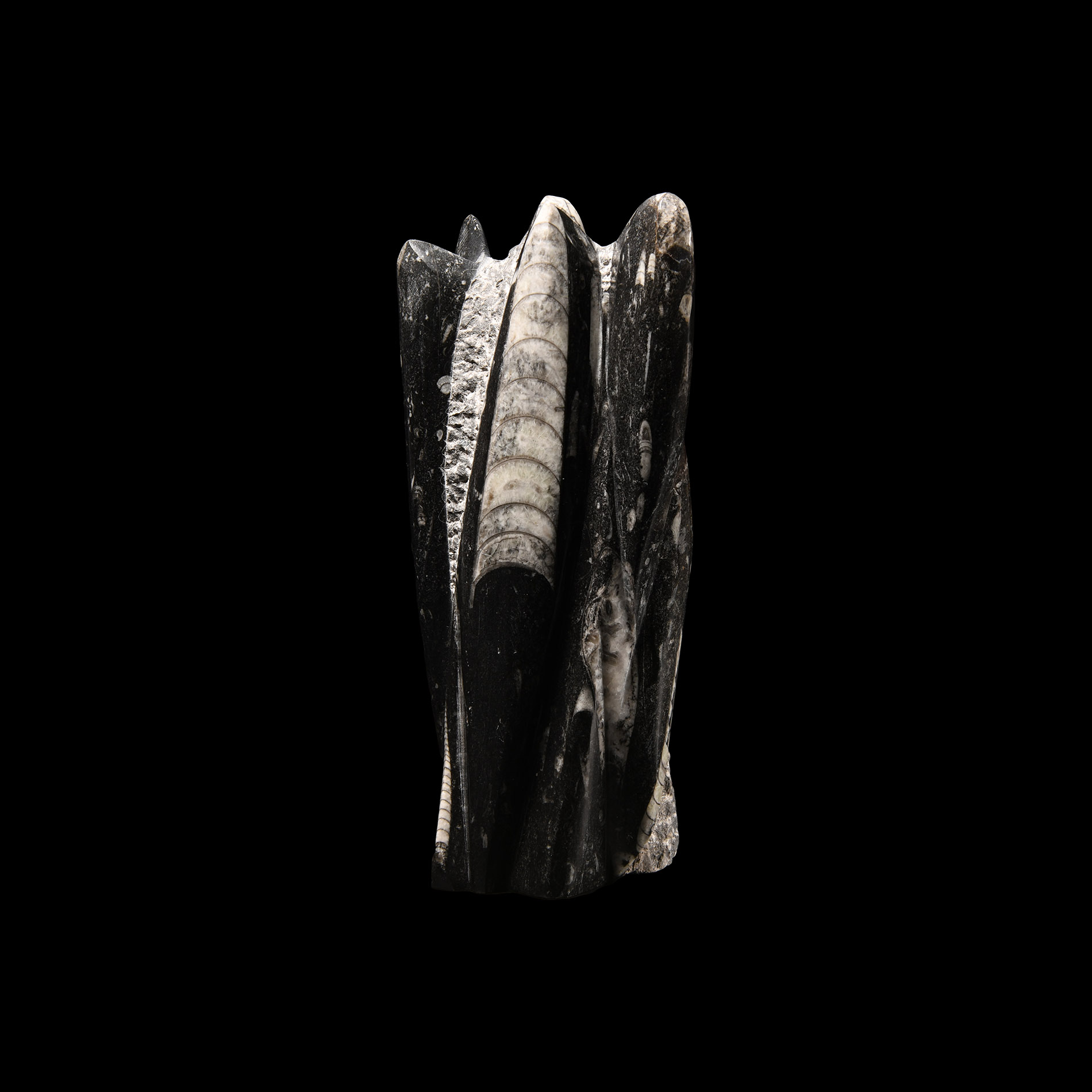 Natural History - Polished Orthoceras Fossil Display