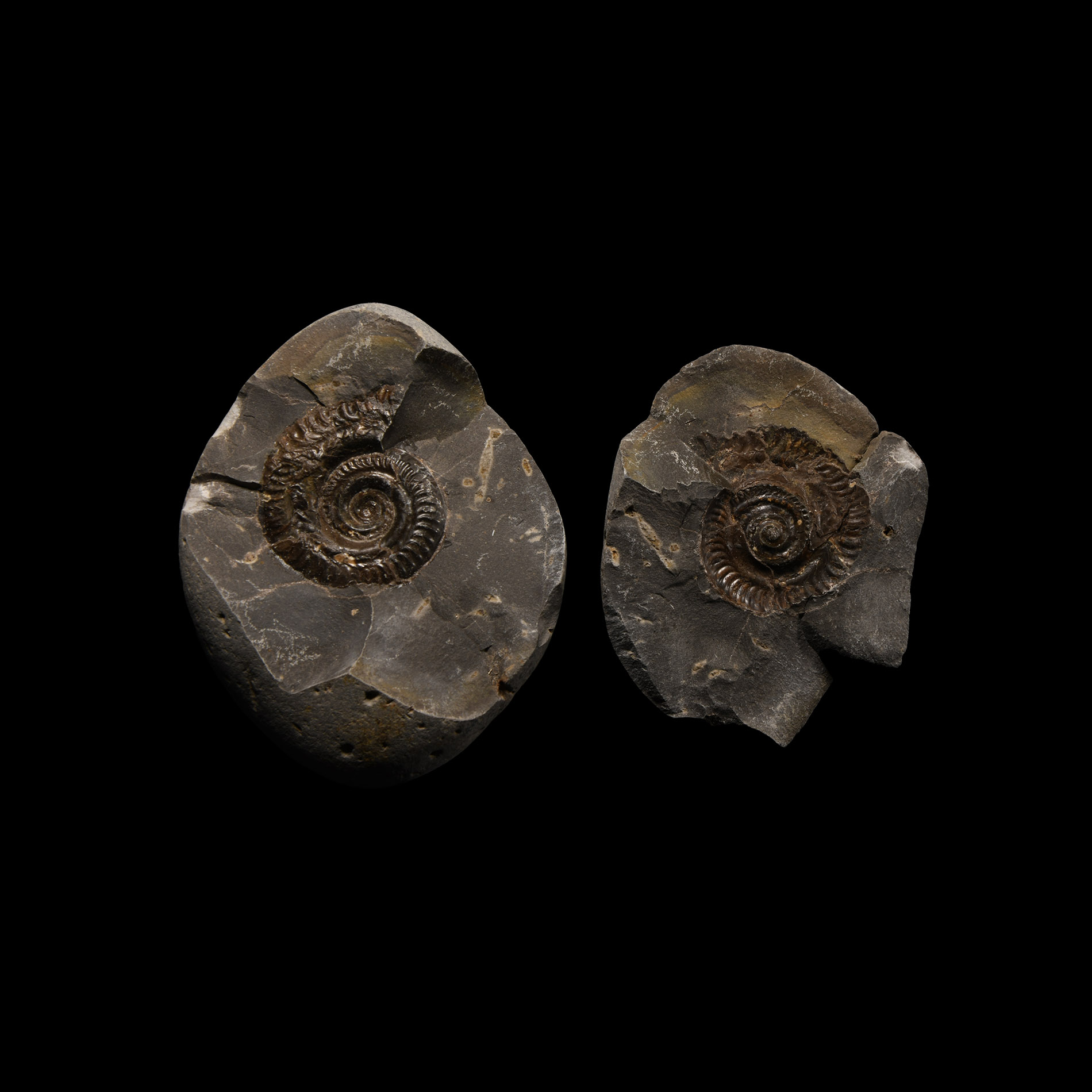 Natural History - Whitby Dac Fossil Ammonite Nodule