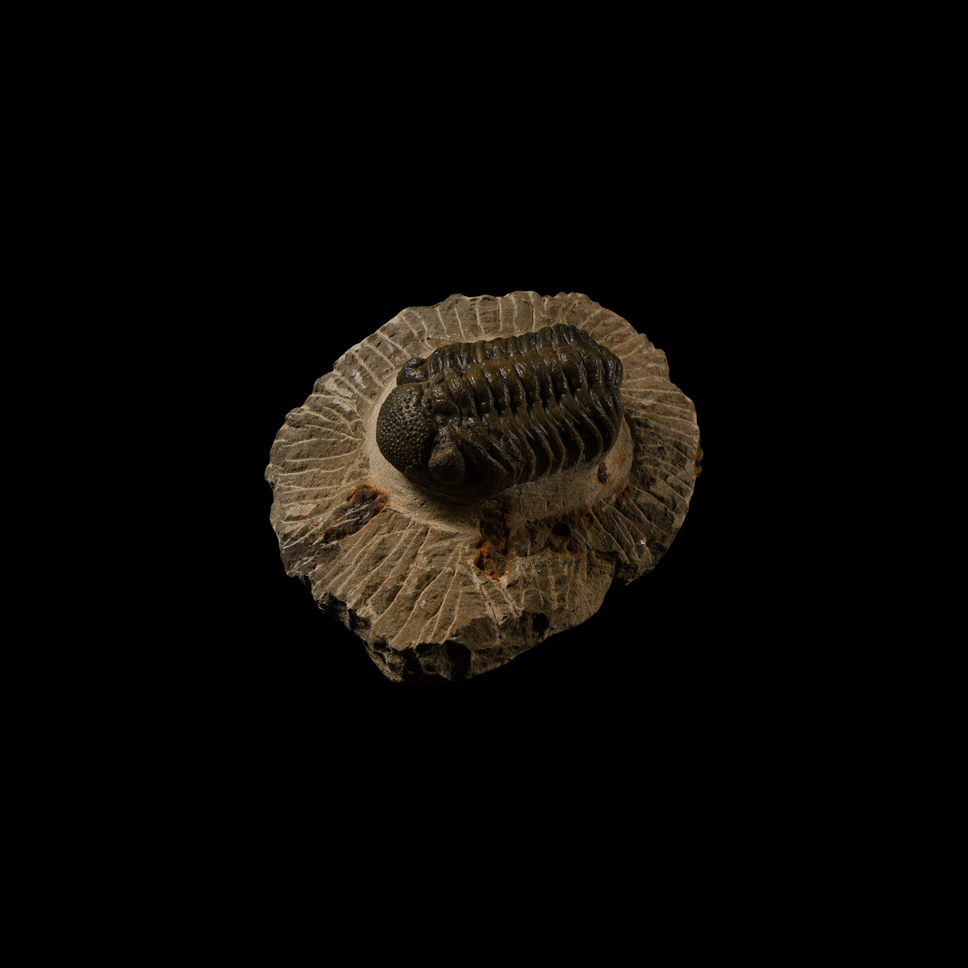 Natural History - Hollardops Fossil Trilobite