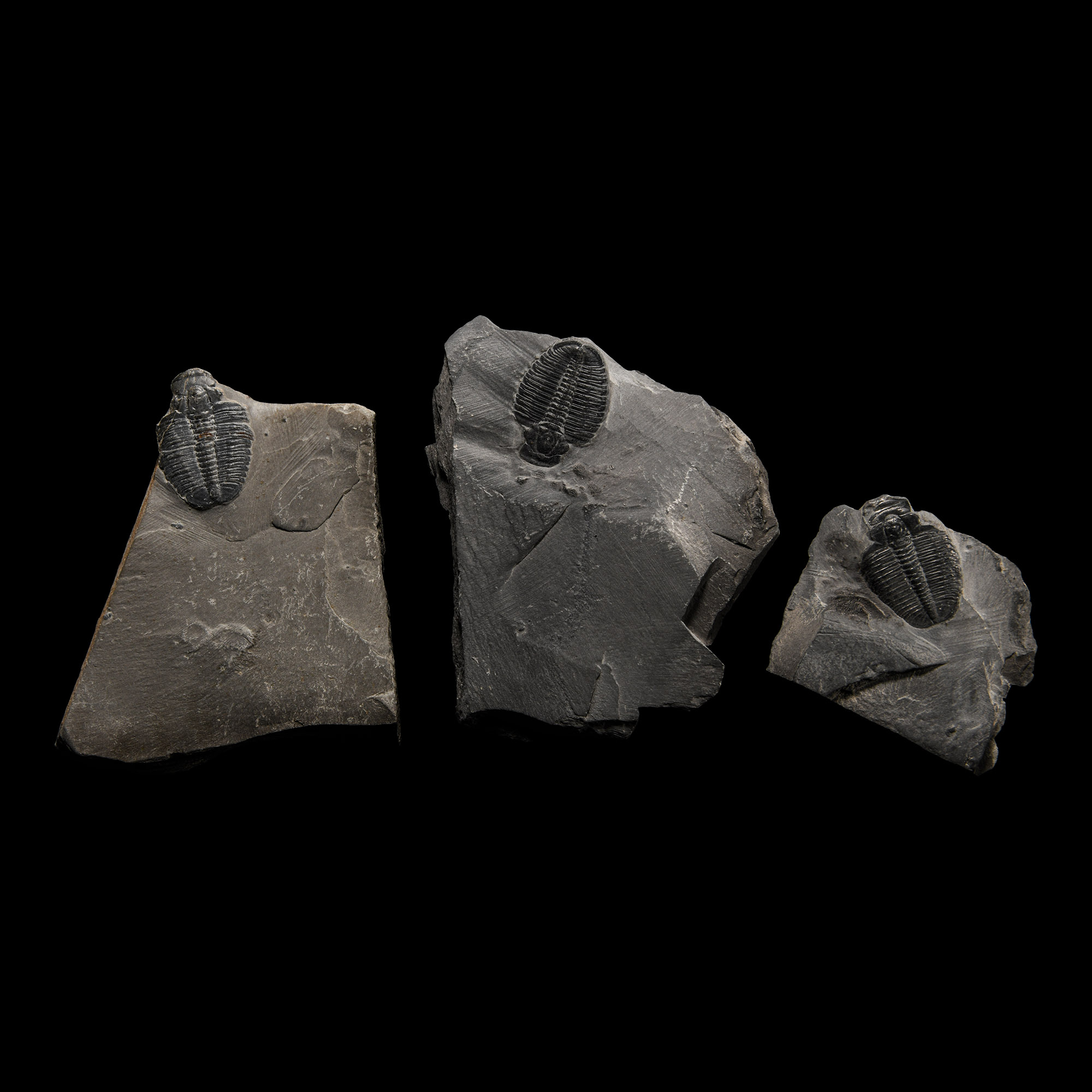 Natural History - Elrathia Fossil Trilobite Group
