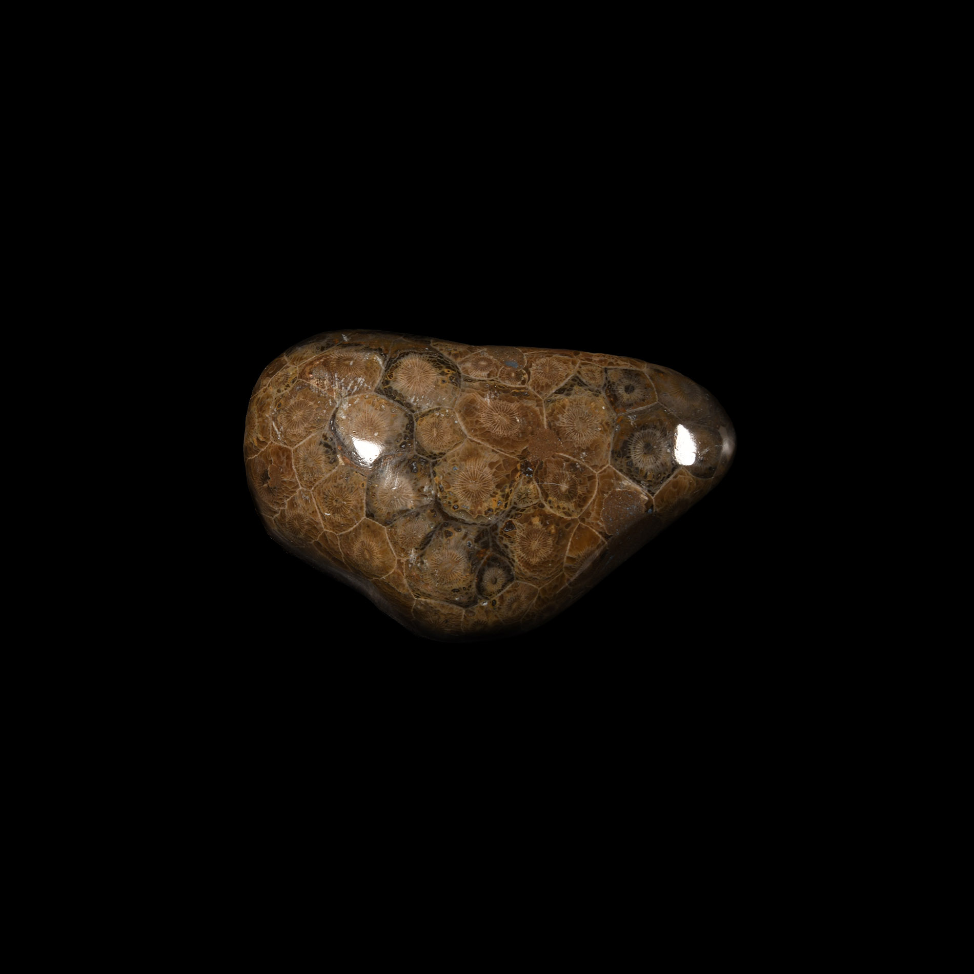 Natural History - Polished Fossil Coral Head Display