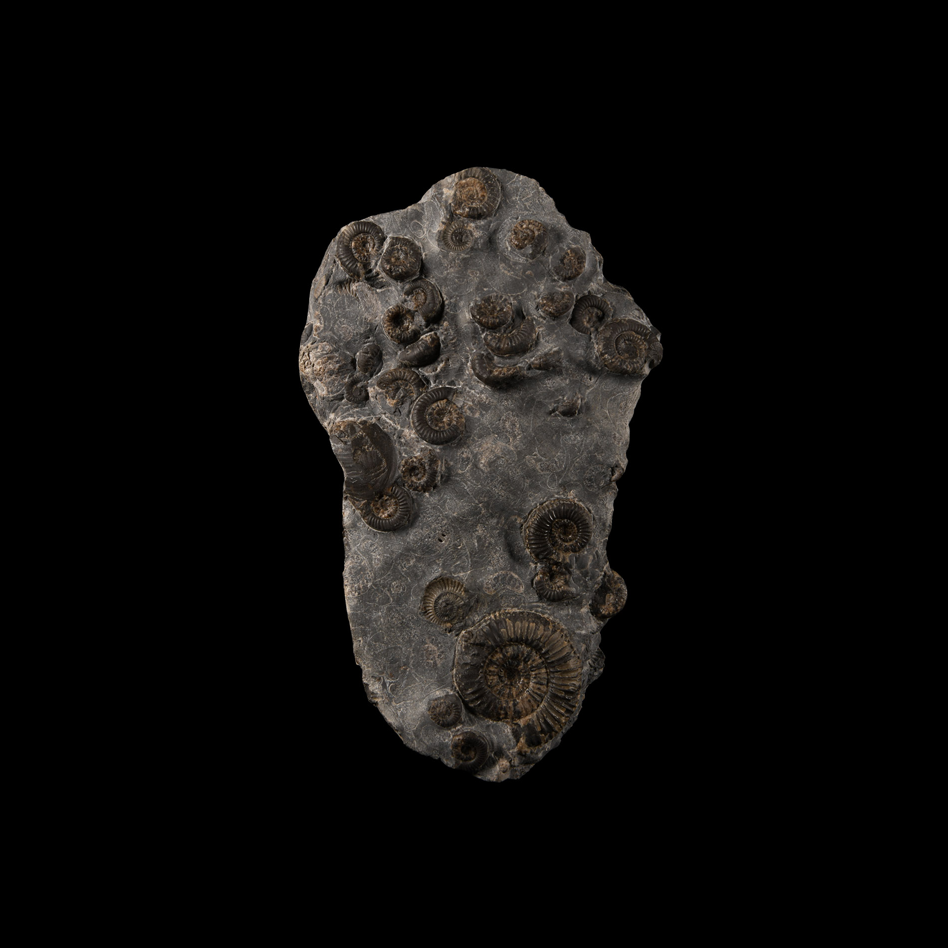 Natural History - Whitby Dac Fossil Ammonite Cluster