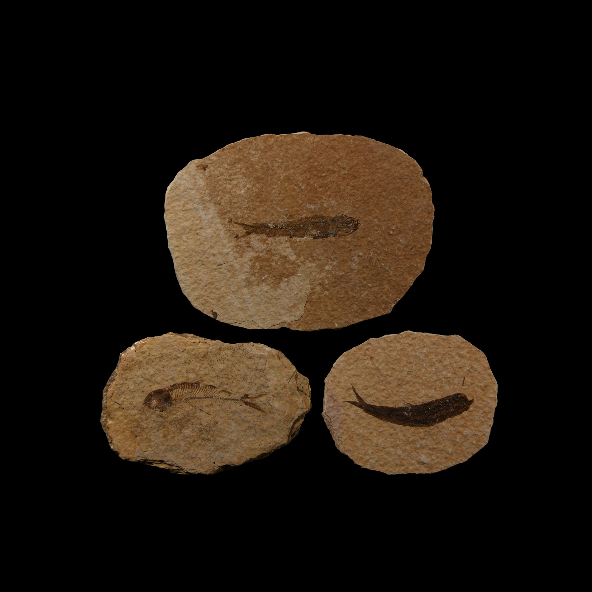 Natural History - Knightia Fossil Fish Group