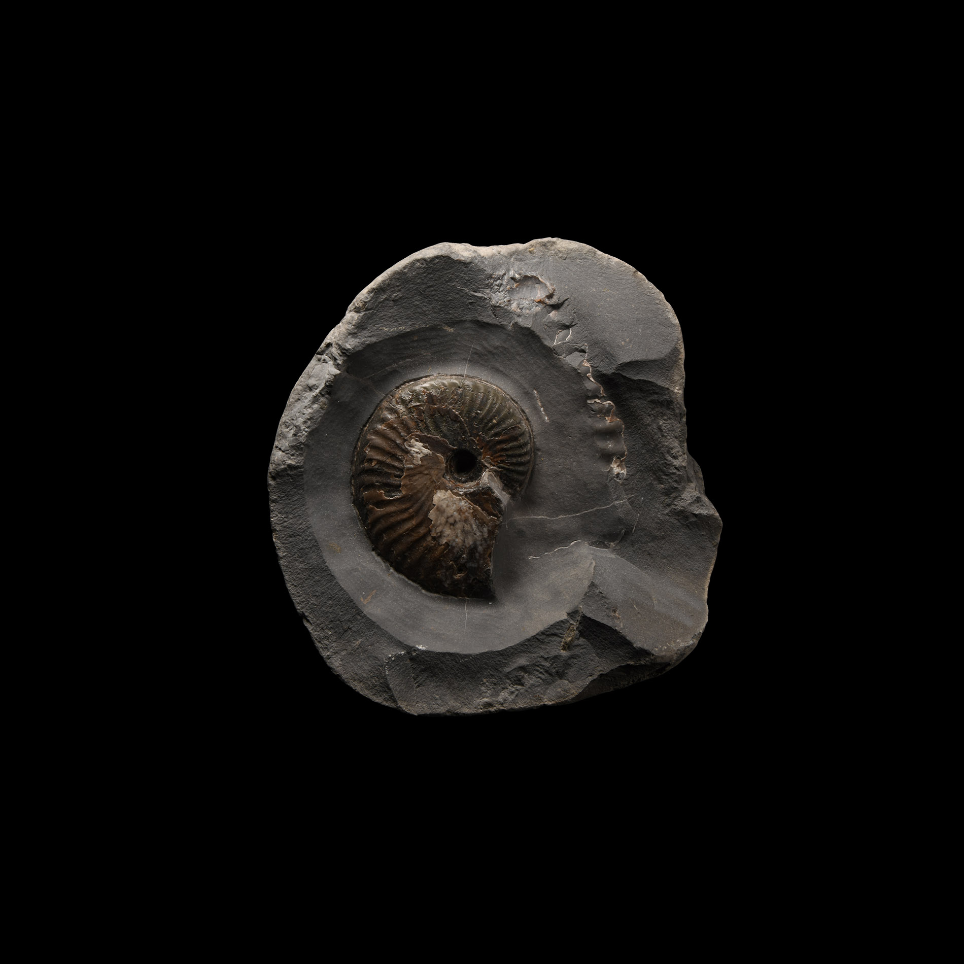 Natural History - Whitby Dac Fossil Ammonite