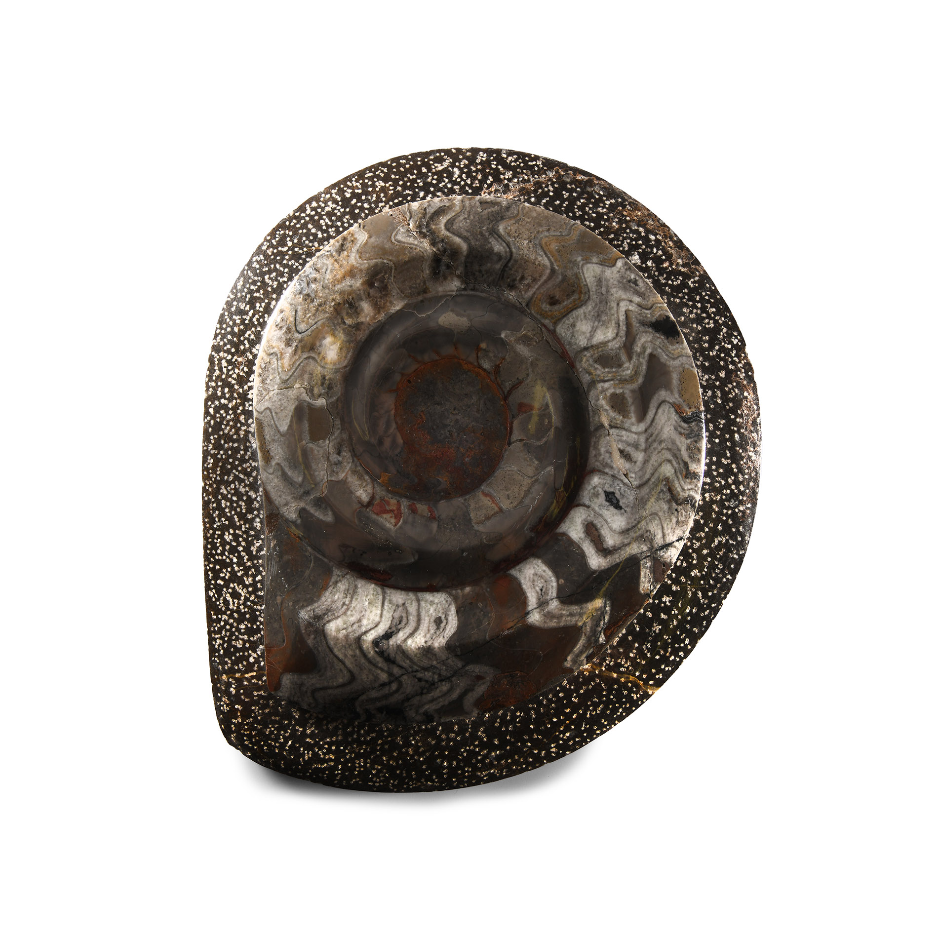 Natural History - Polished Goniatite Plate