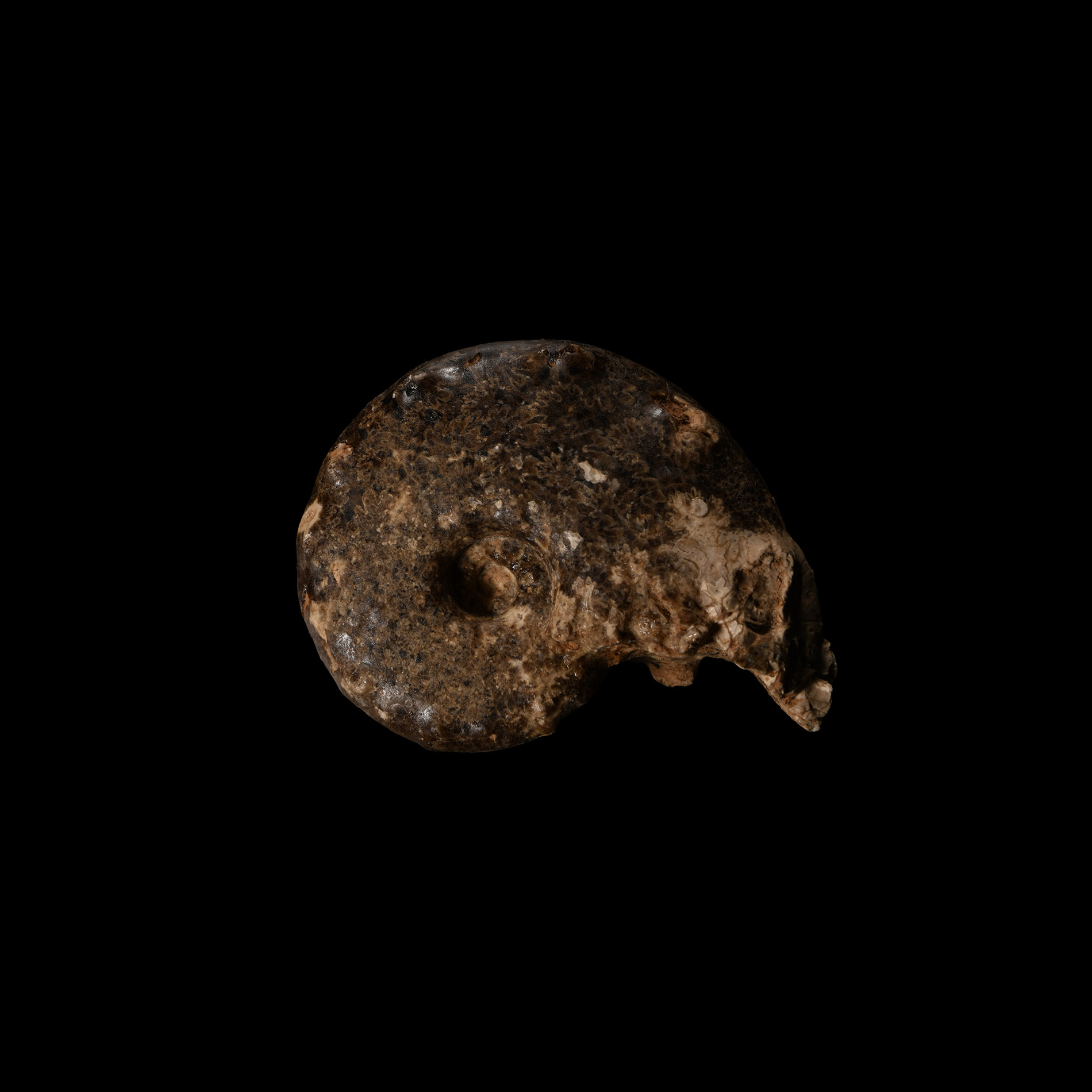 Natural History - Mamite Fossil