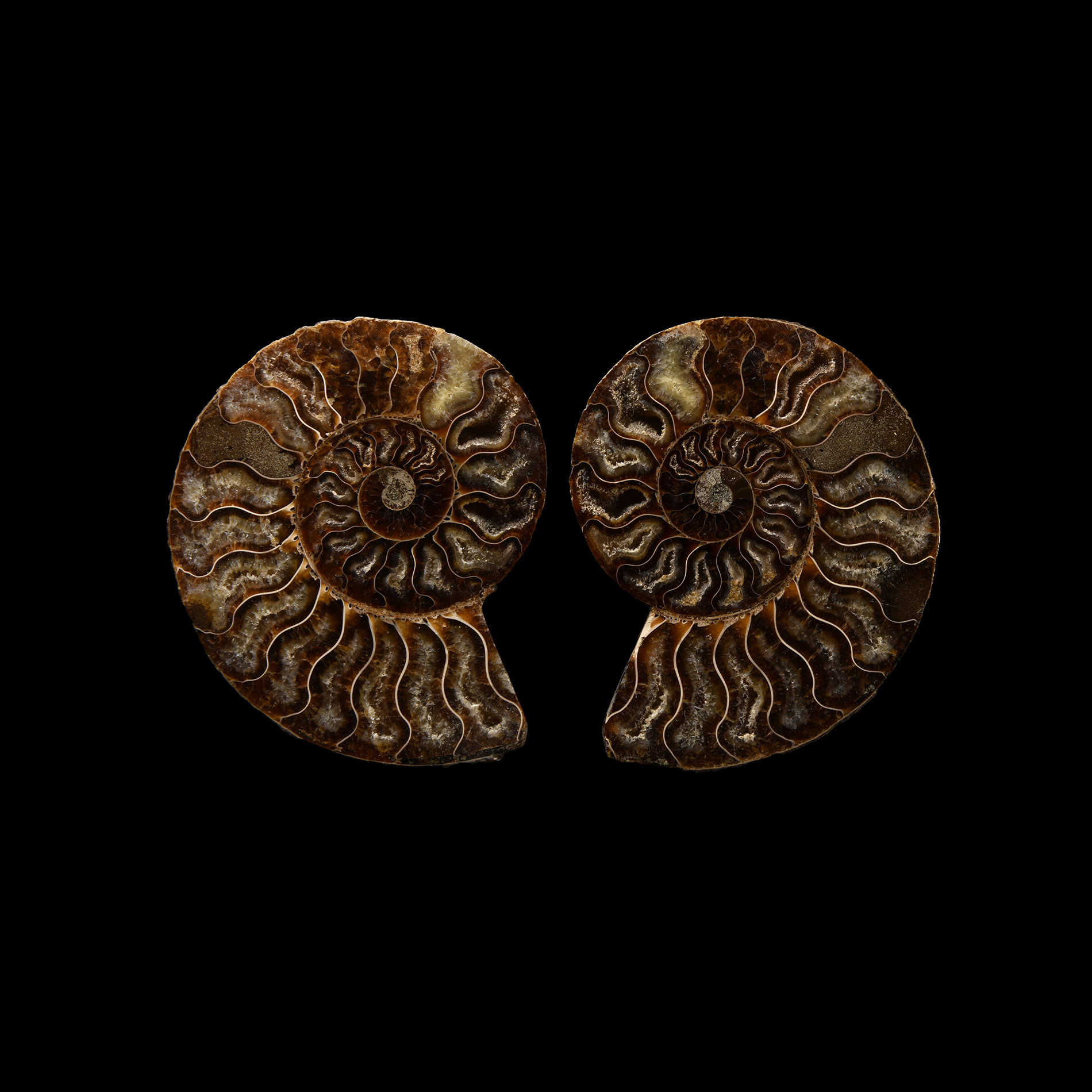 Natural History - Polished Fossil Ammonite Pair