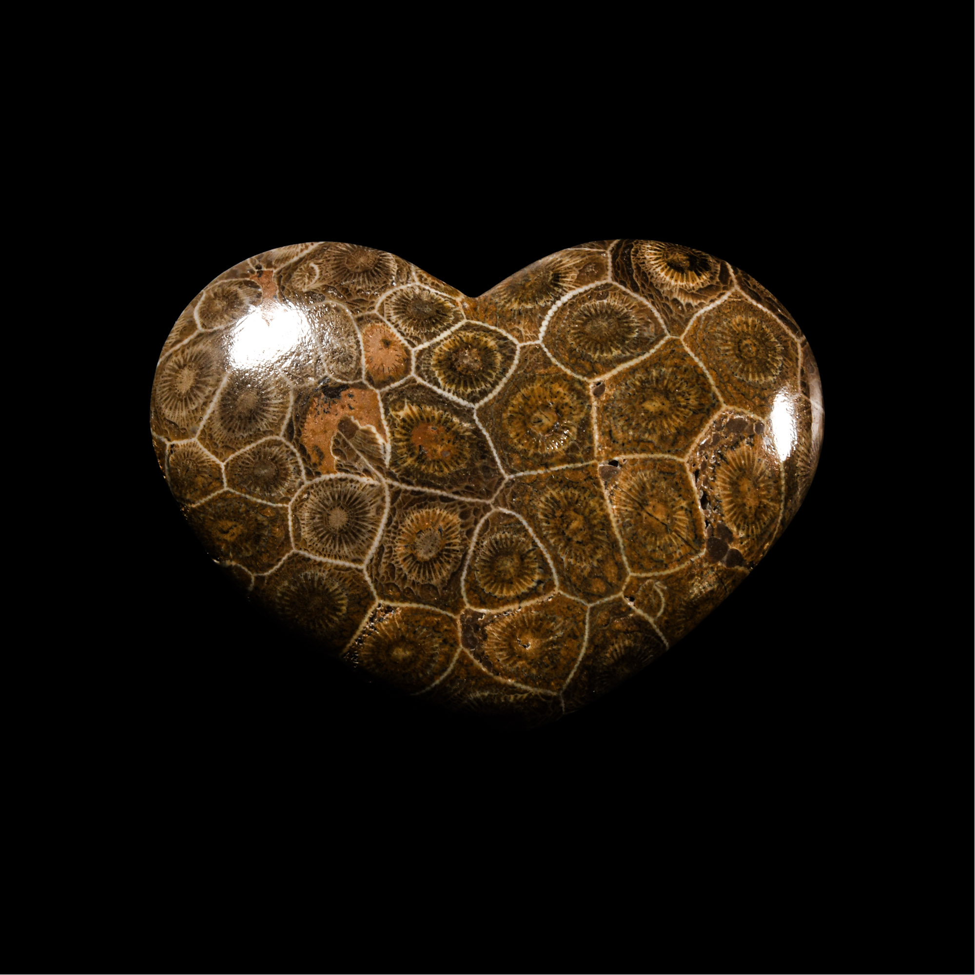 Natural History - Polished Heart-Shaped Fossil Coral Palm Stone