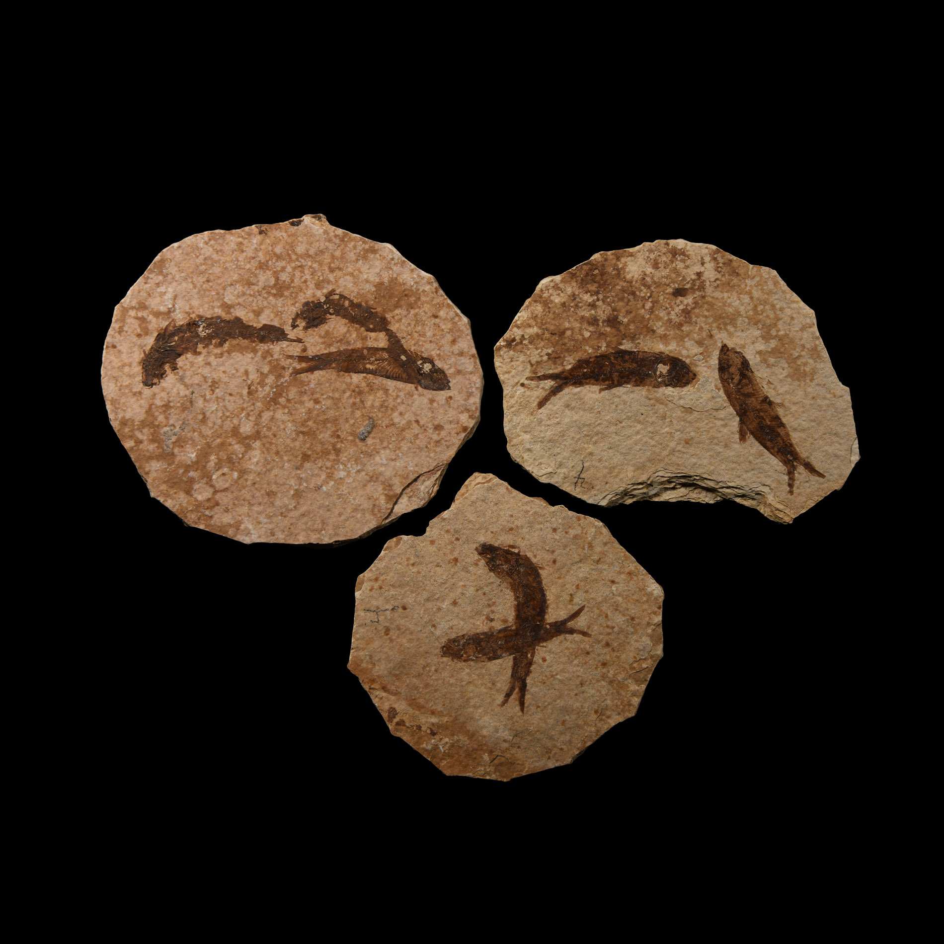 Natural History - Knightia Fossil Fish Group